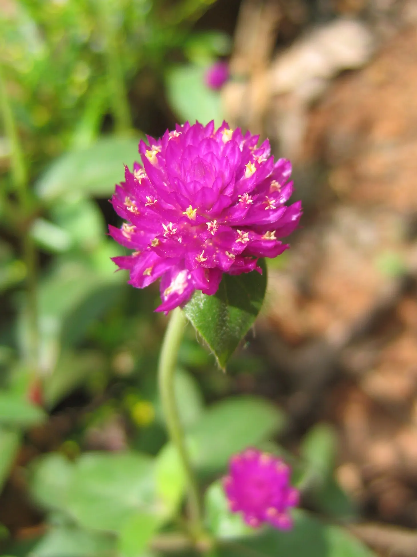 Globe Amaranth (Gomphrena Globosa) — this drought-resistant annual thrives in full sun; annual for full or half, image 21