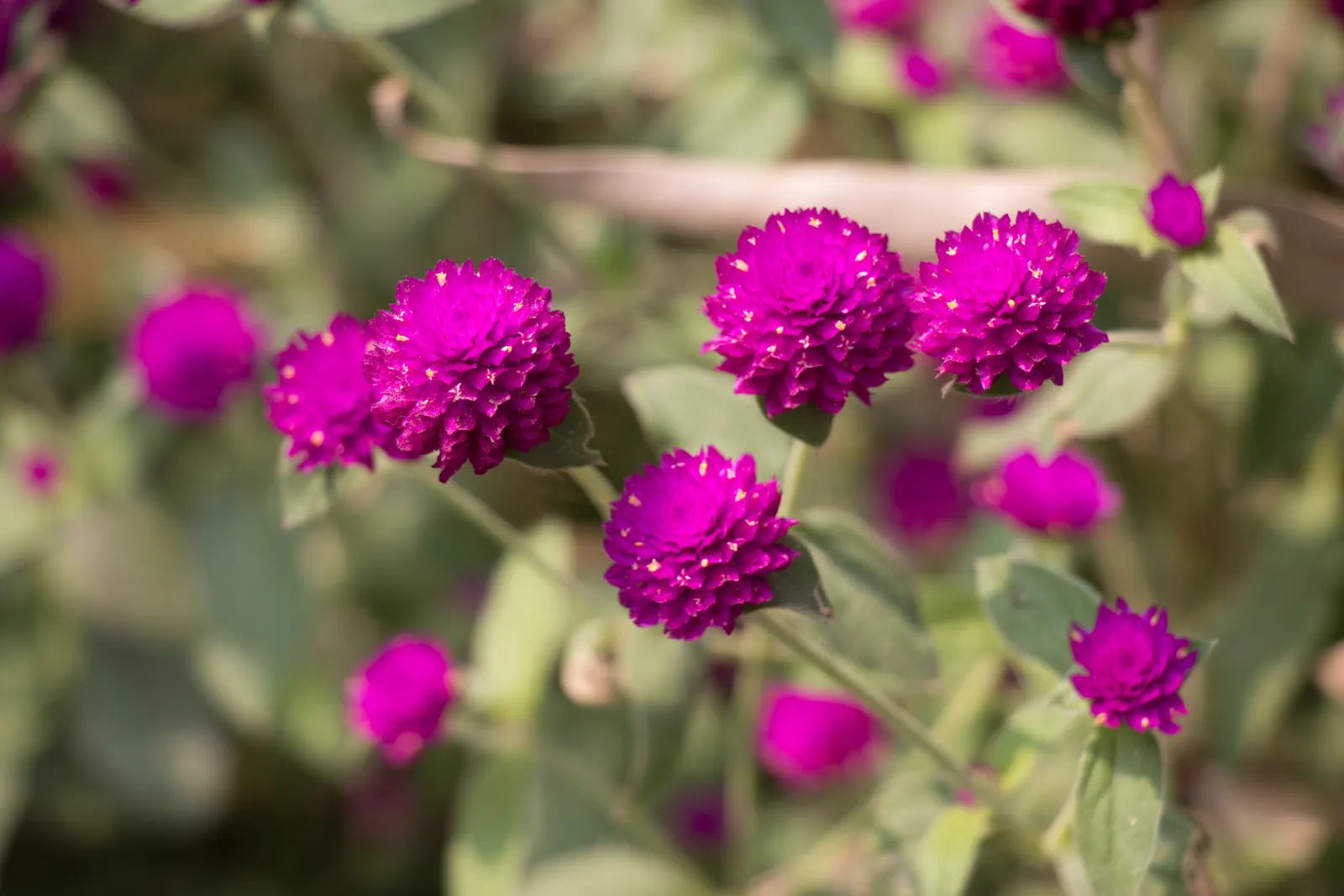 Globe Amaranth (Gomphrena Globosa) — annual with pink blooms, image 62
