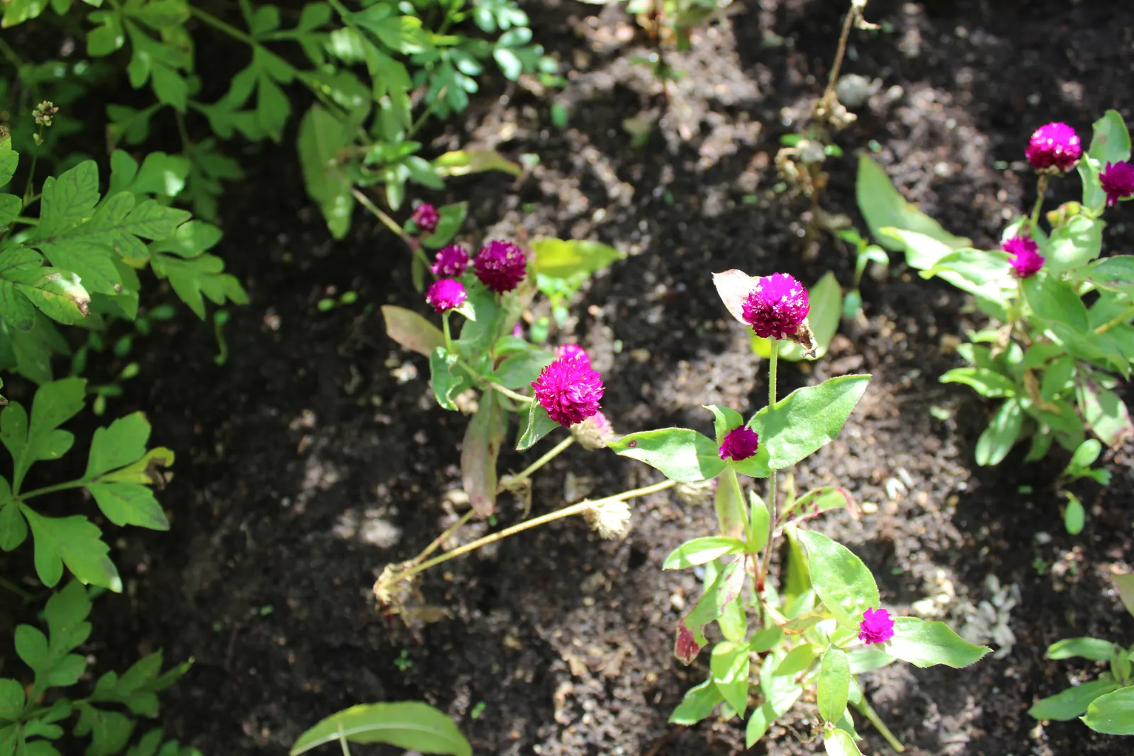 Globe Amaranth (Gomphrena Globosa) — annual for full or half; adding contrast to midsummer through fall gardens, image 81