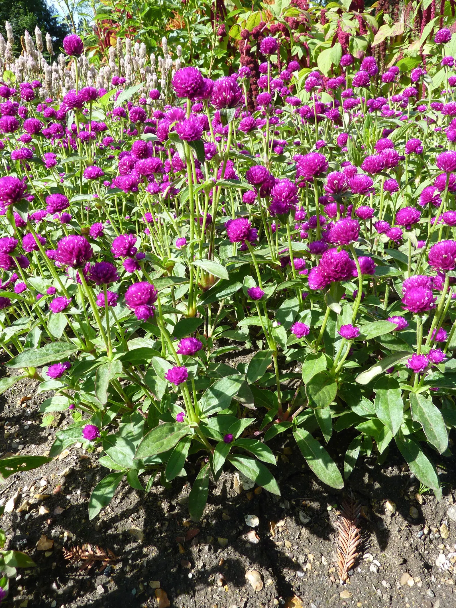 Globe Amaranth (Gomphrena Globosa) — Its dense, clover-like heads are excellent for both fresh-cut and dried floral arrangements; pink flowers in, image 85