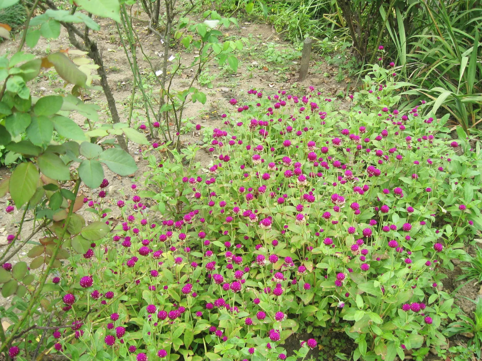 Globe Amaranth (Gomphrena Globosa) — Its dense, clover-like heads are excellent for both fresh-cut and dried floral arrangements; pink flowers in, image 31