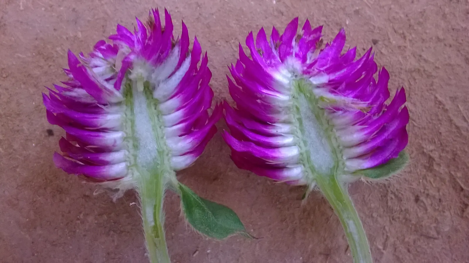 Globe Amaranth (Gomphrena Globosa) — adding contrast to midsummer through fall gardens; this drought-resistant annual thrives in full sun, image 33