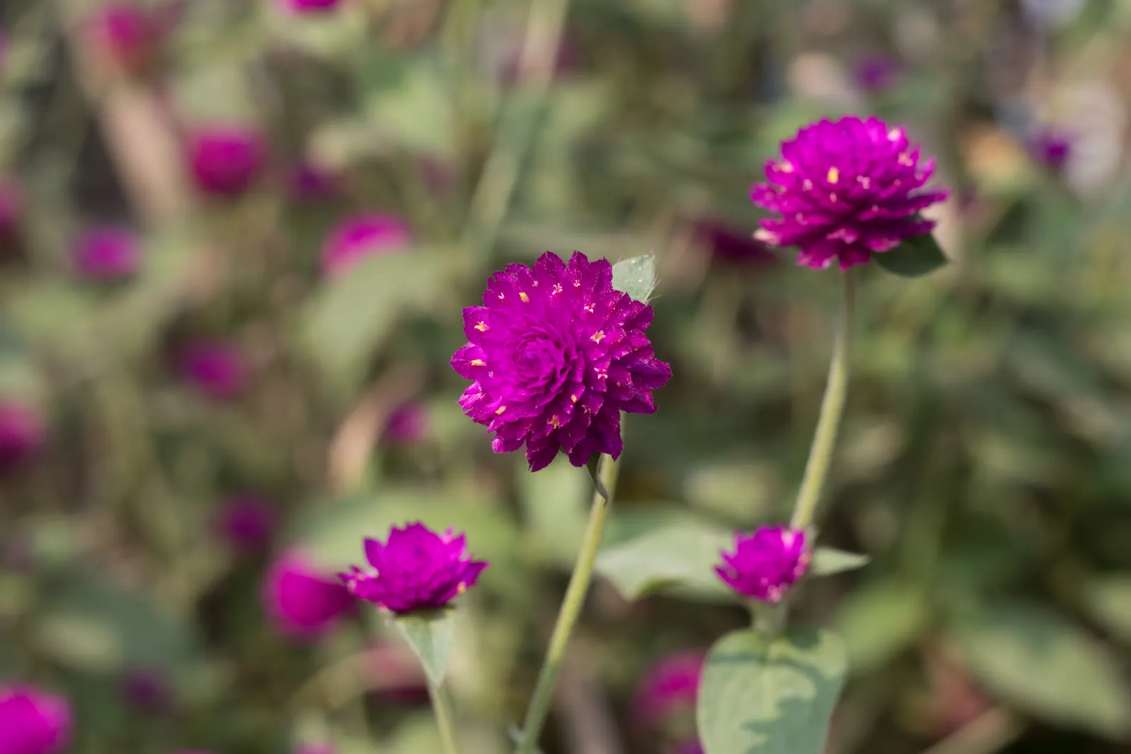 Globe Amaranth (Gomphrena Globosa) — The foliage is lance-shaped and often sprinkled with a magenta hue, image 104