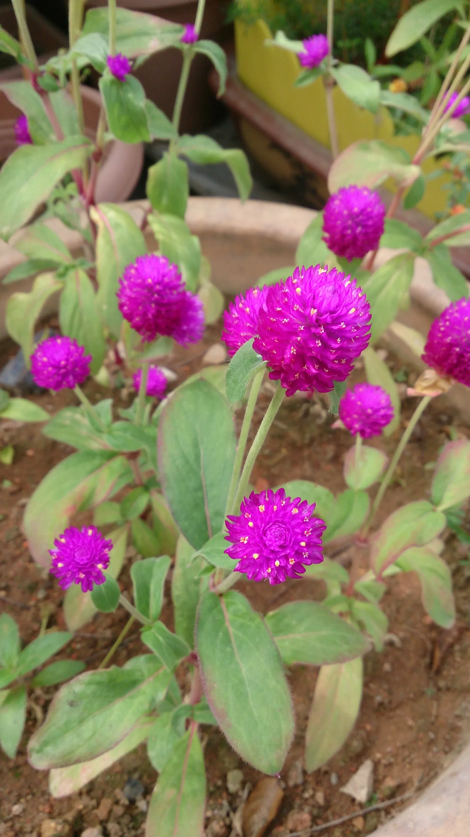 Globe Amaranth (Gomphrena Globosa) — adding contrast to midsummer through fall gardens