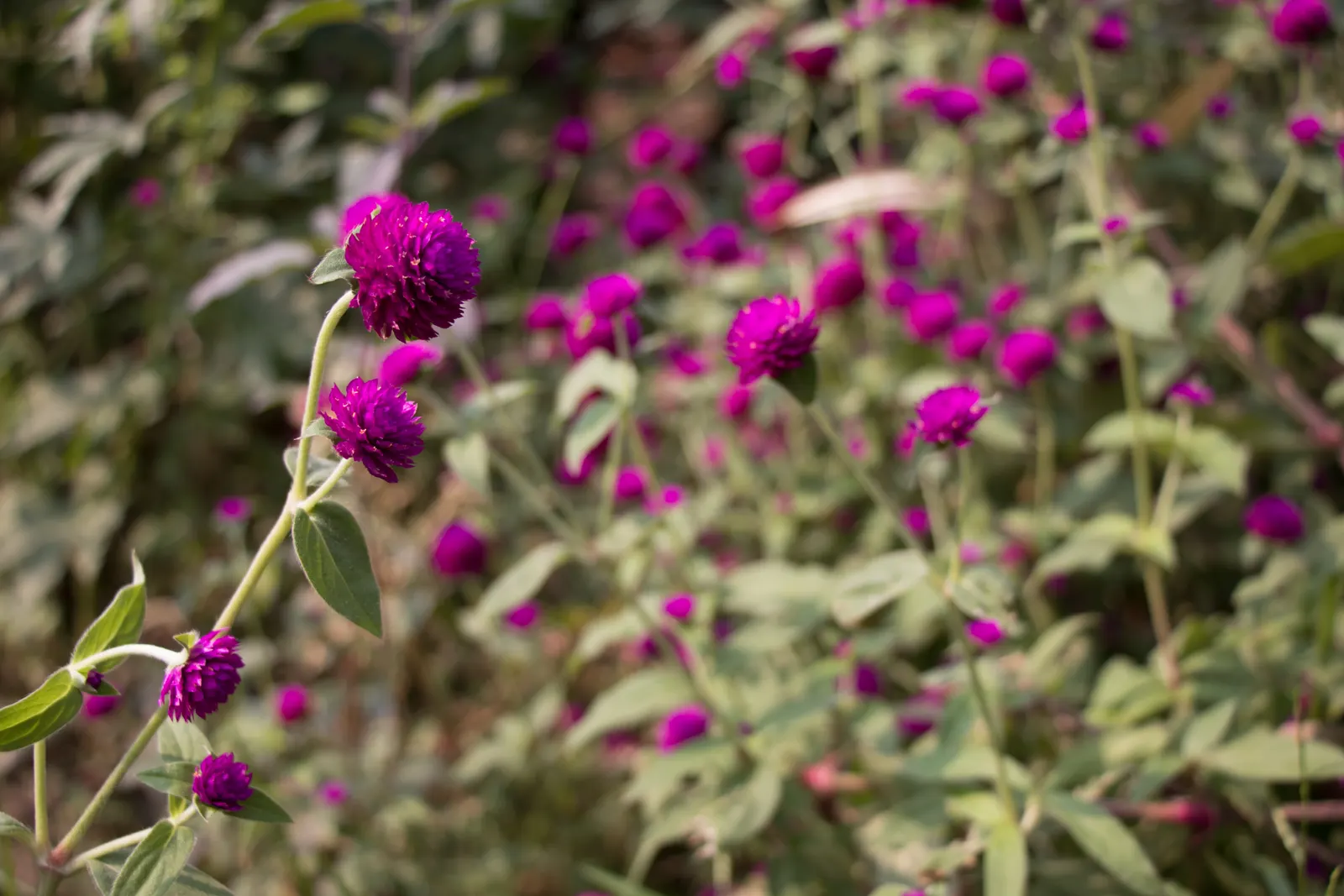 Globe Amaranth (Gomphrena Globosa) — this drought-resistant annual thrives in full sun; annual for full or half, image 48