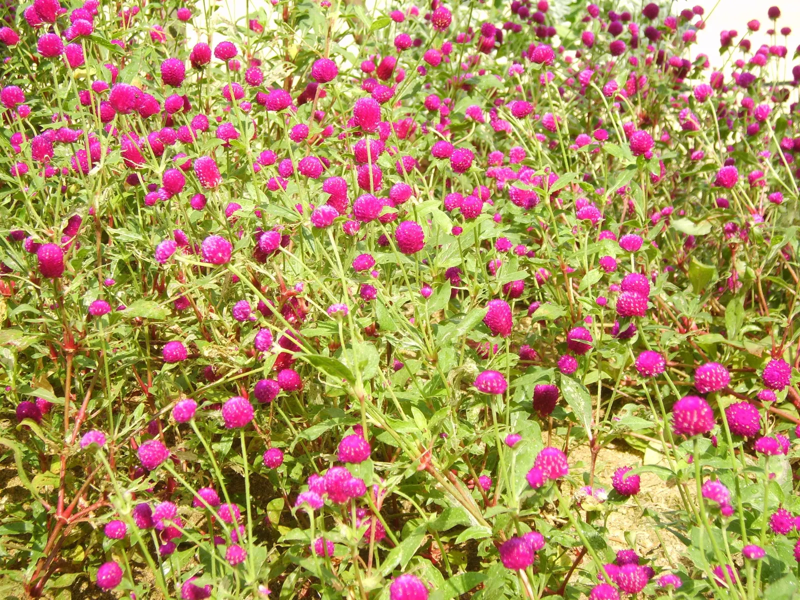 Globe Amaranth (Gomphrena Globosa) — annual with pink blooms, image 53