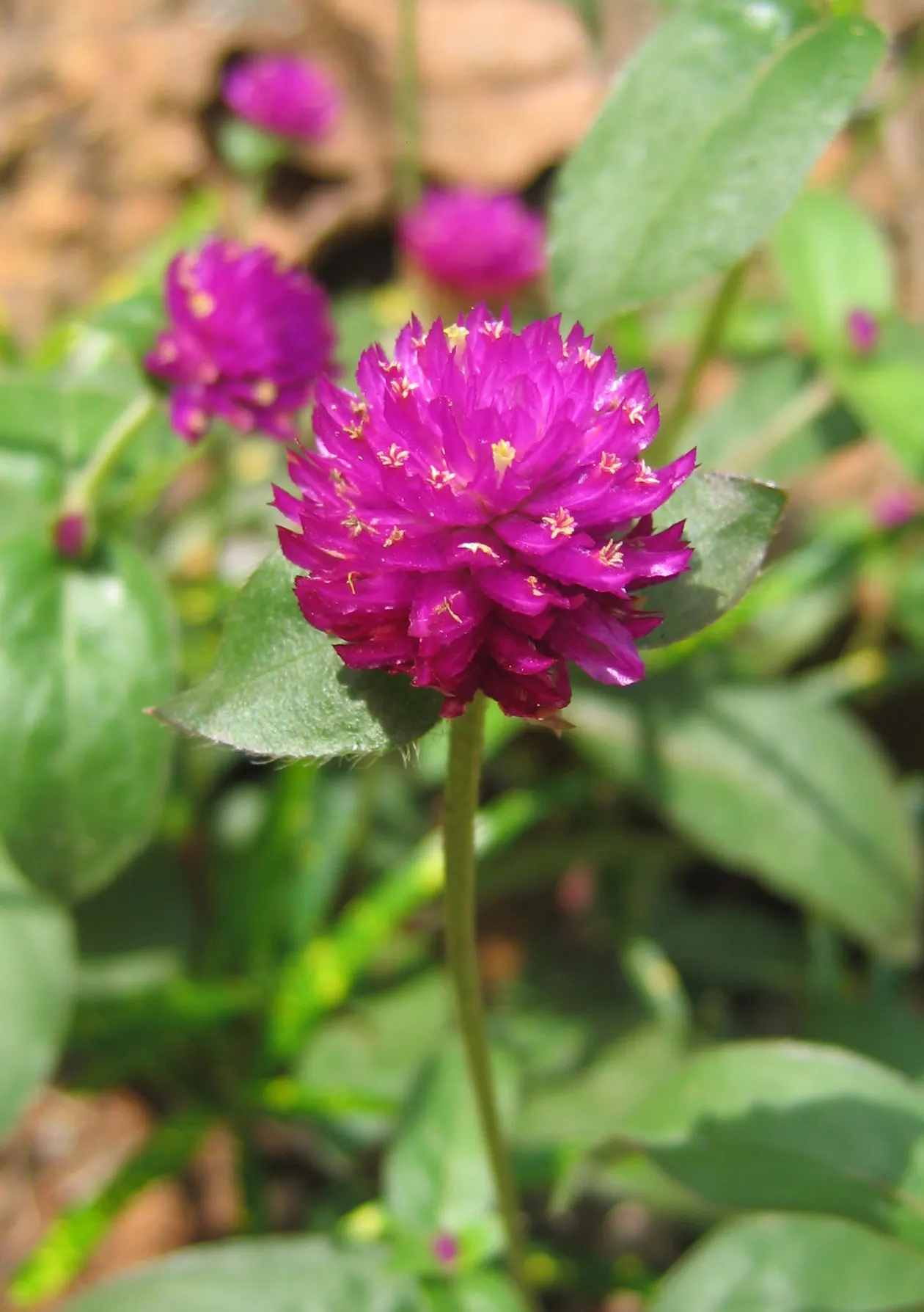 Globe Amaranth (Gomphrena Globosa) — Its dense, clover-like heads are excellent for both fresh-cut and dried floral arrangements; pink flowers in, image 40