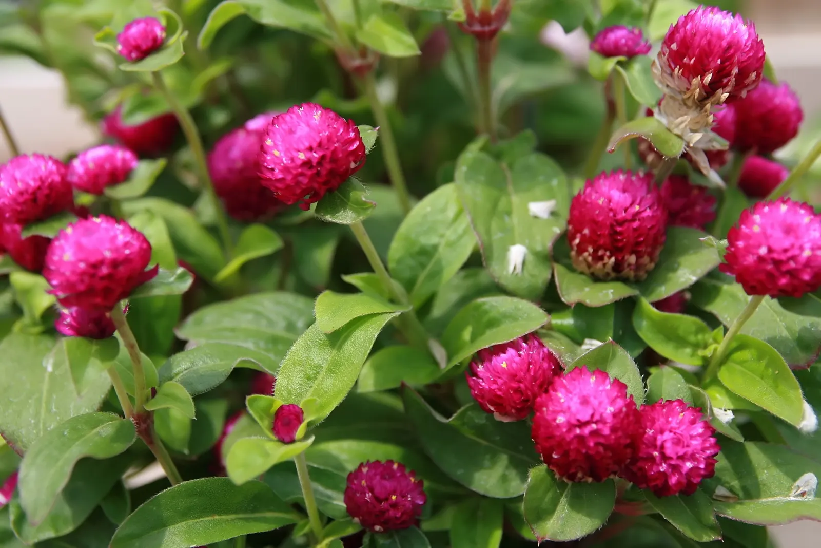 Globe Amaranth (Gomphrena Globosa) — this drought-resistant annual thrives in full sun; annual for full or half, image 93