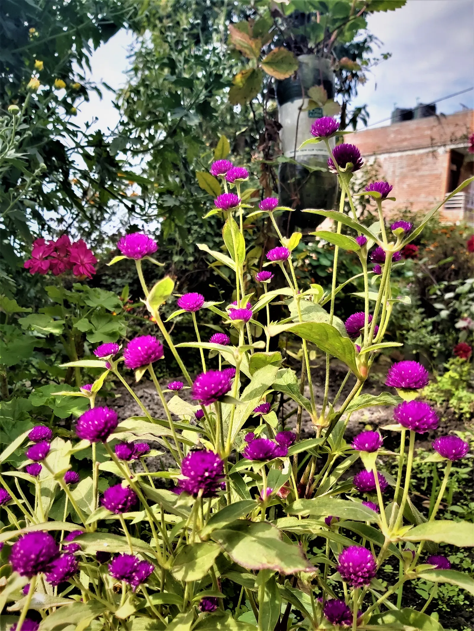 Globe Amaranth (Gomphrena Globosa) — this drought-resistant annual thrives in full sun; annual for full or half, image 66