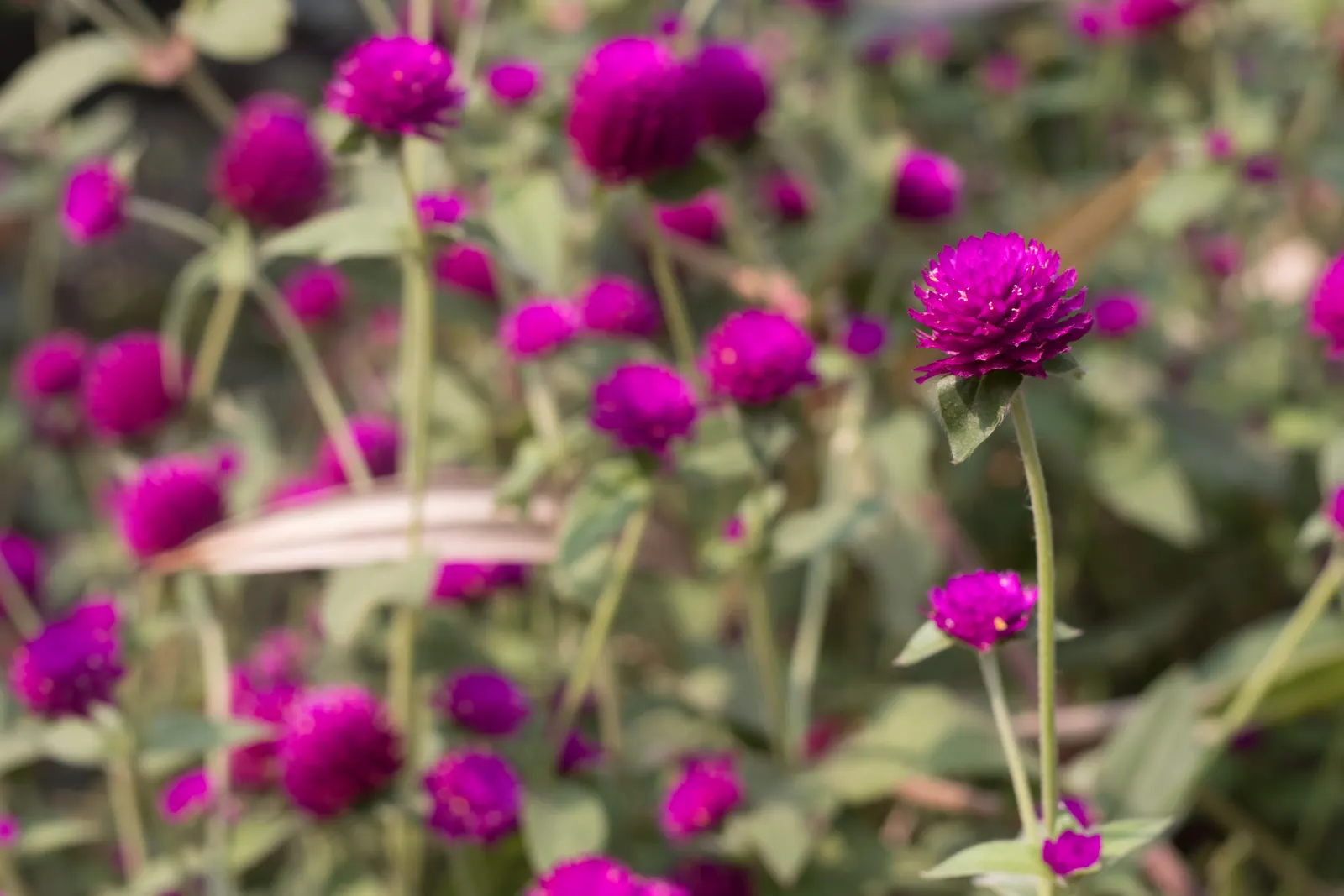 Globe Amaranth (Gomphrena Globosa) — Typically growing to about 24 inches tall and spreading 12 inches wide, image 38
