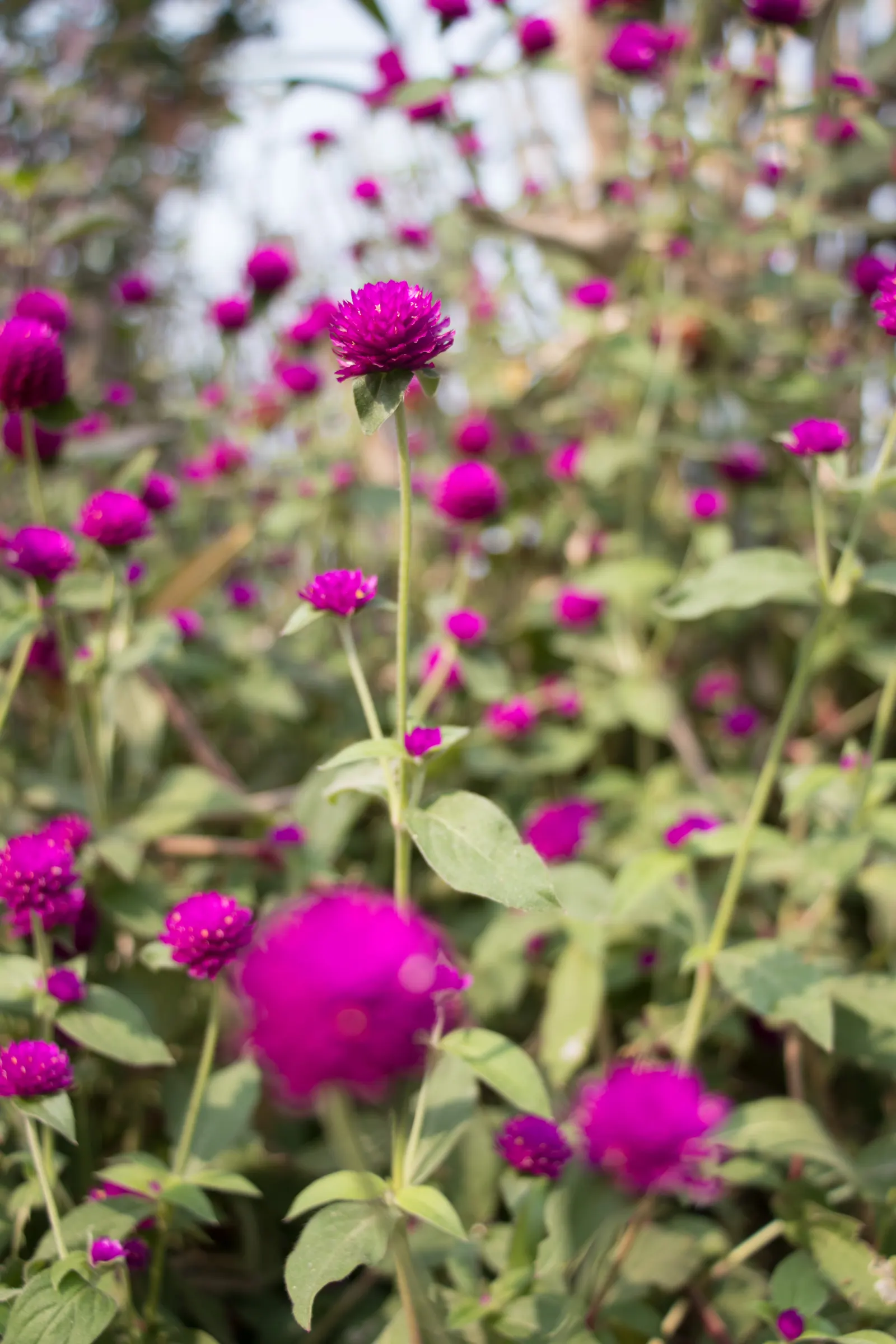 Globe Amaranth (Gomphrena Globosa) — Its dense, clover-like heads are excellent for both fresh-cut and dried floral arrangements; pink flowers in, image 94