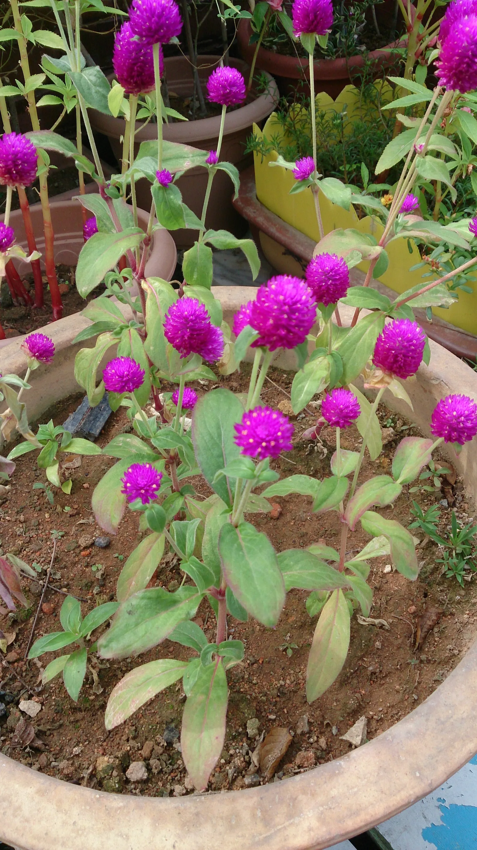 Globe Amaranth (Gomphrena Globosa) — annual with pink blooms, image 17