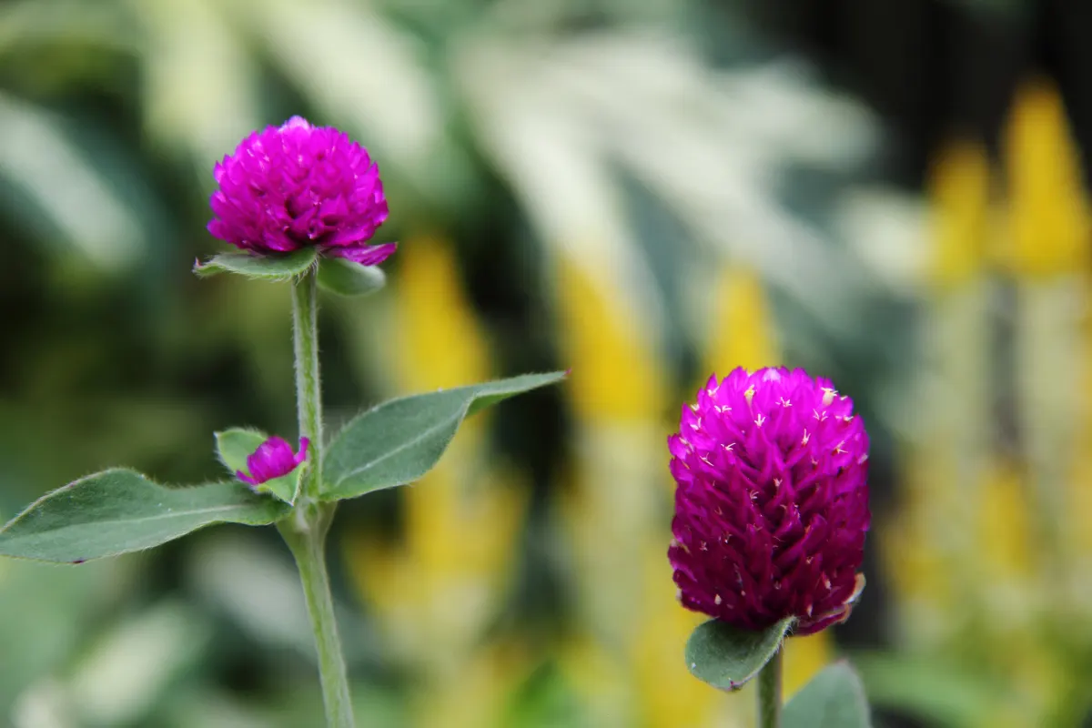 Globe Amaranth (Gomphrena Globosa) — annual for full or half; adding contrast to midsummer through fall gardens, image 54