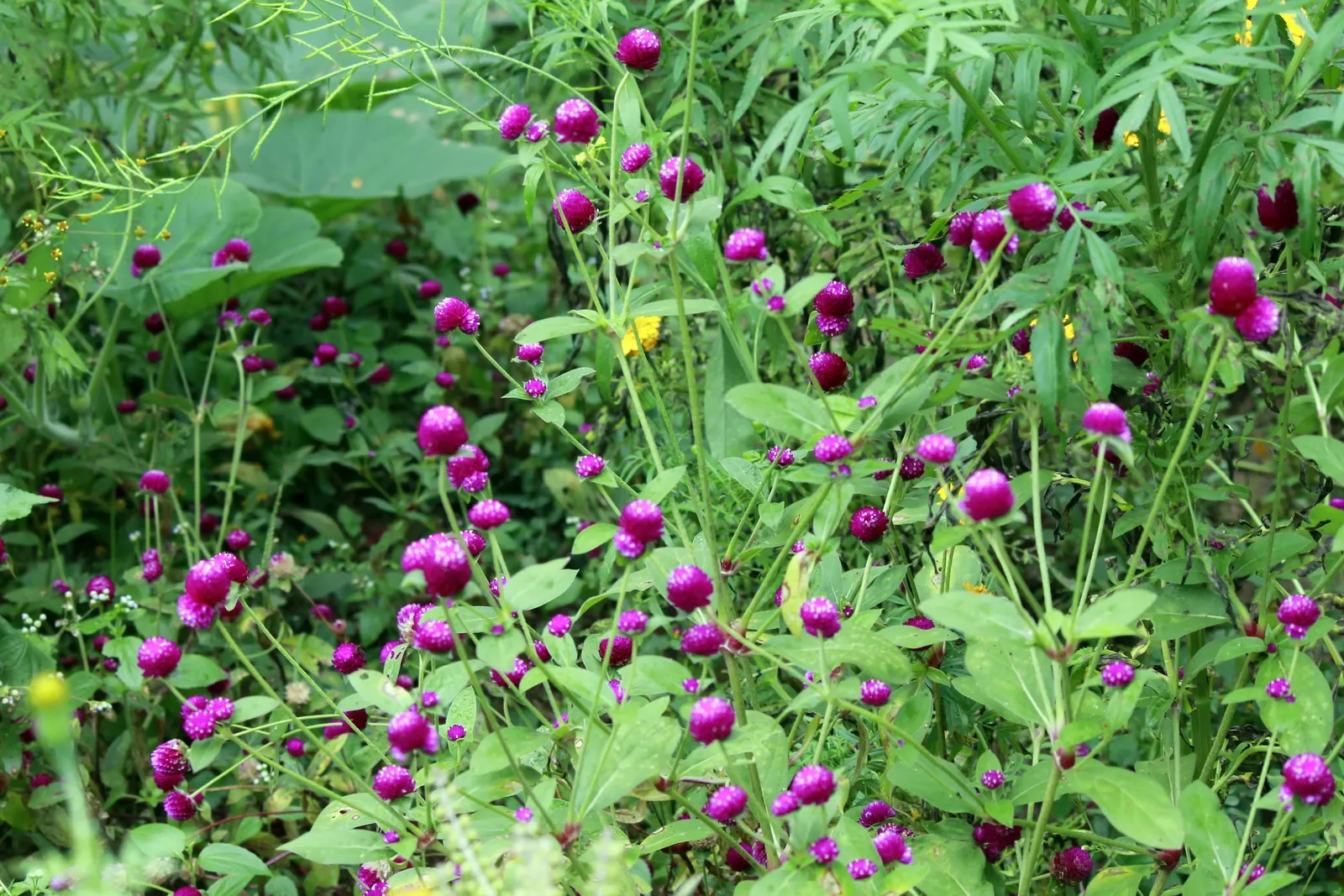 Globe Amaranth (Gomphrena Globosa) — everlasting flower with papery blooms ranging from purple to white; its dense, clover-like heads are excellent, image 82