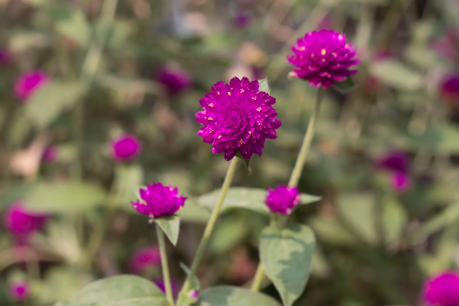 Globe Amaranth (Gomphrena Globosa) — annual with pink blooms, image 26