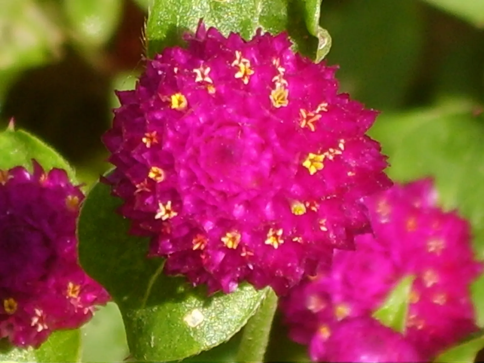 Globe Amaranth (Gomphrena Globosa) — annual with pink blooms, image 44