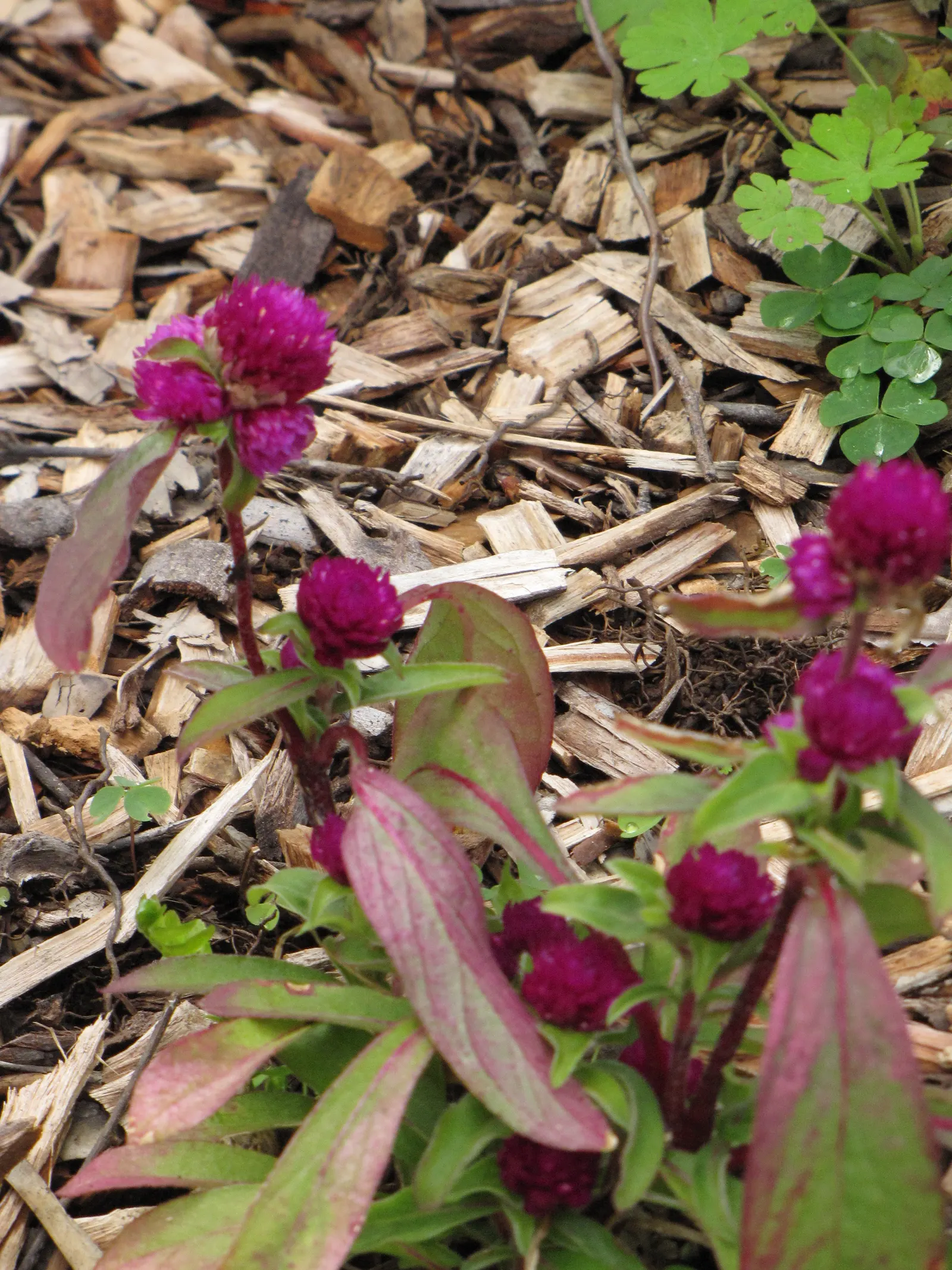 Globe Amaranth (Gomphrena Globosa) — pink flowers in the garden