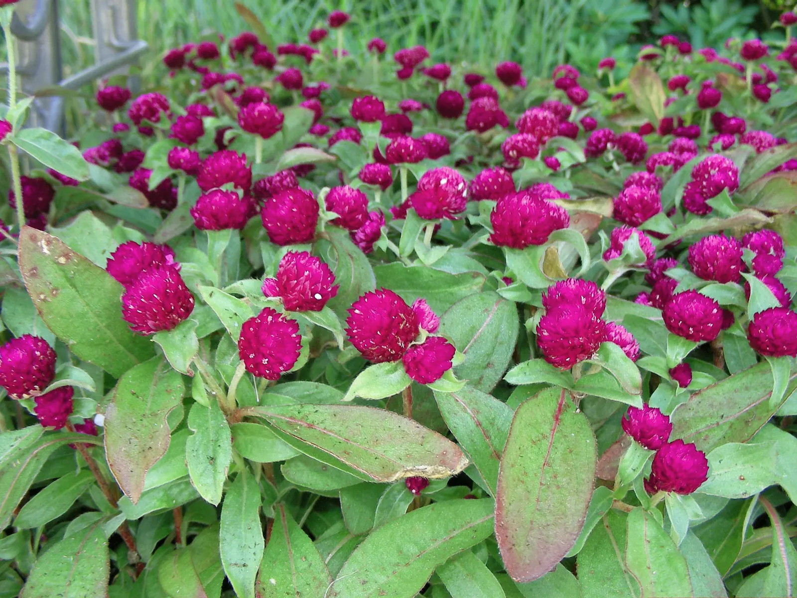 Globe Amaranth (Gomphrena Globosa) — annual for full or half; adding contrast to midsummer through fall gardens