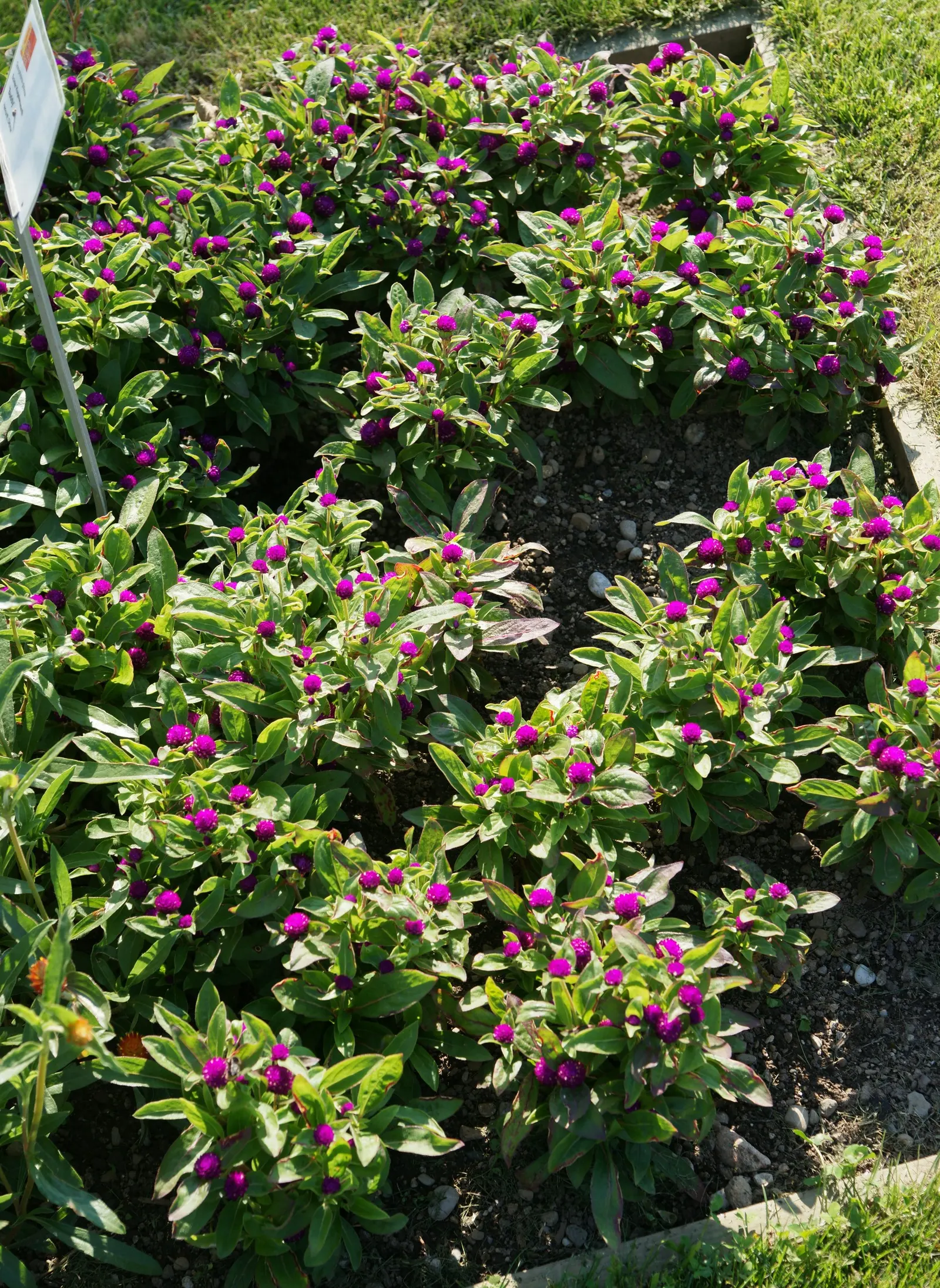 Globe Amaranth (Gomphrena Globosa) — pink flowers in the garden; everlasting flower with papery blooms ranging from purple to white, image 25