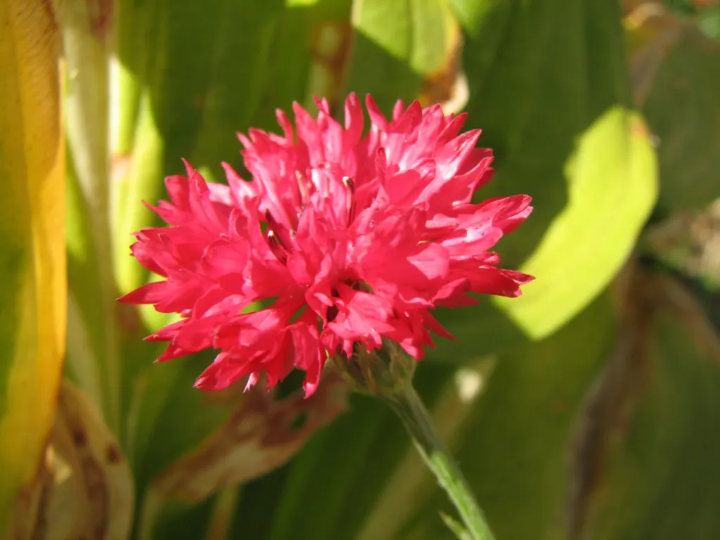 Globe Amaranth (Gomphrena Globosa) — this drought-resistant annual thrives in full sun; annual for full or half, image 102
