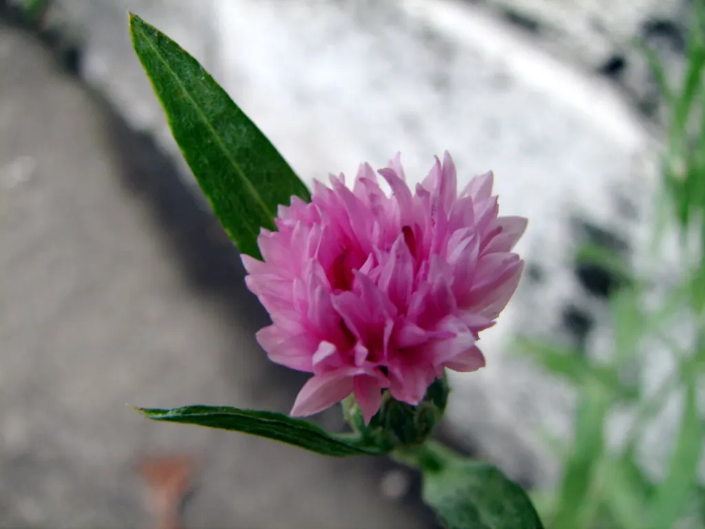Globe Amaranth (Gomphrena Globosa) — adding contrast to midsummer through fall gardens; this drought-resistant annual thrives in full sun, image 96