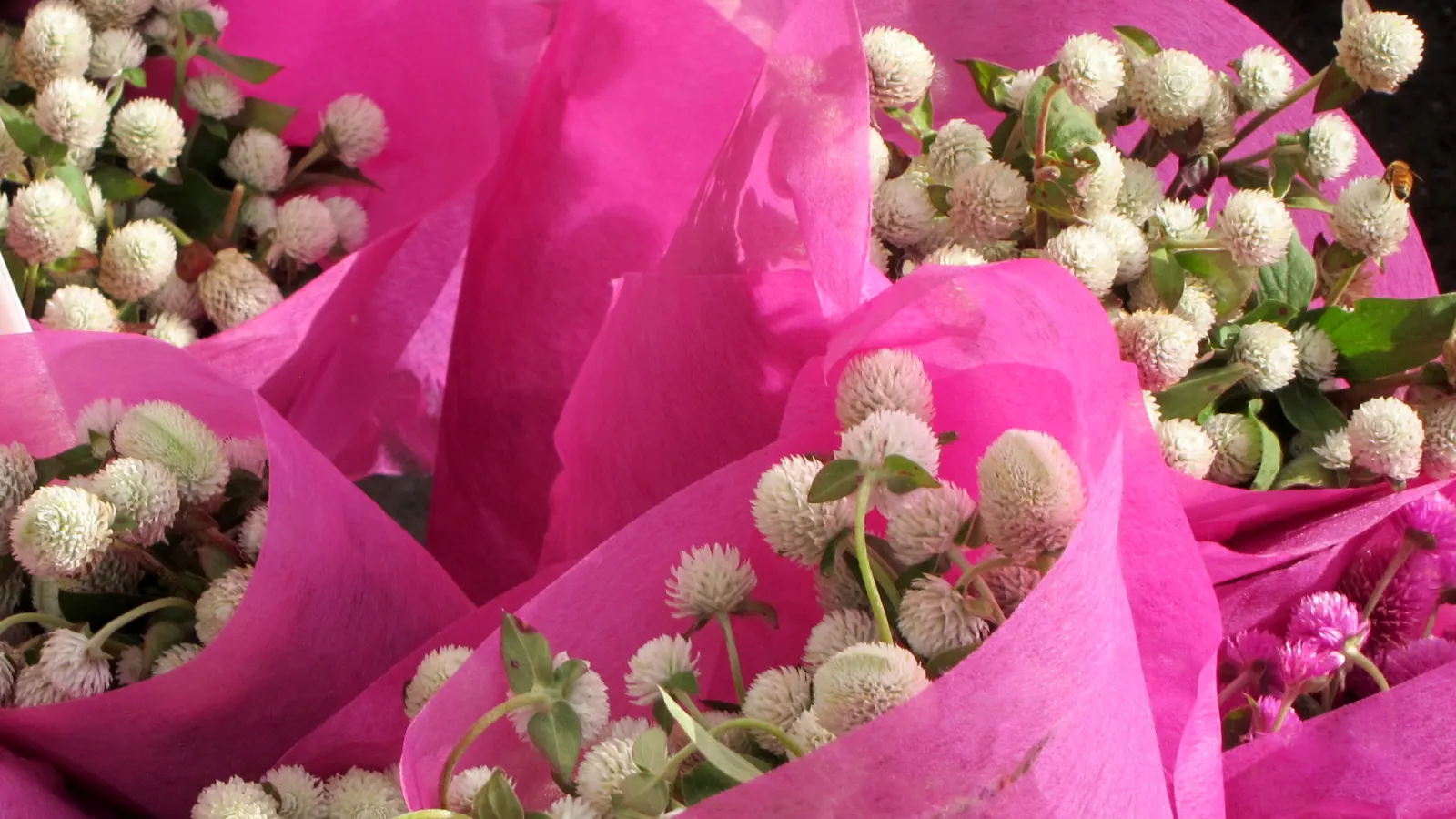 Globe Amaranth (Gomphrena Globosa) — The foliage is lance-shaped and often sprinkled with a magenta hue, image 32