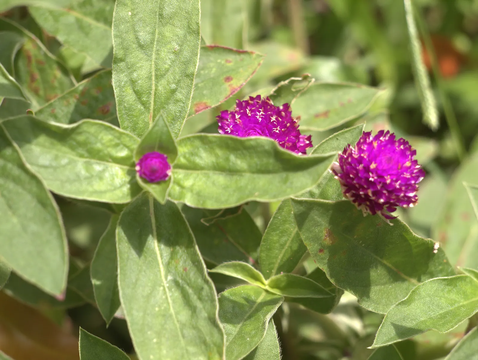 Globe Amaranth (Gomphrena Globosa) — annual with pink blooms, image 35