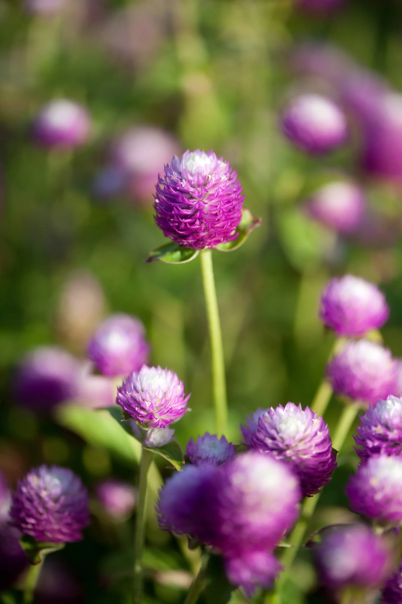 Globe Amaranth (Gomphrena Globosa) — this drought-resistant annual thrives in full sun; annual for full or half, image 39