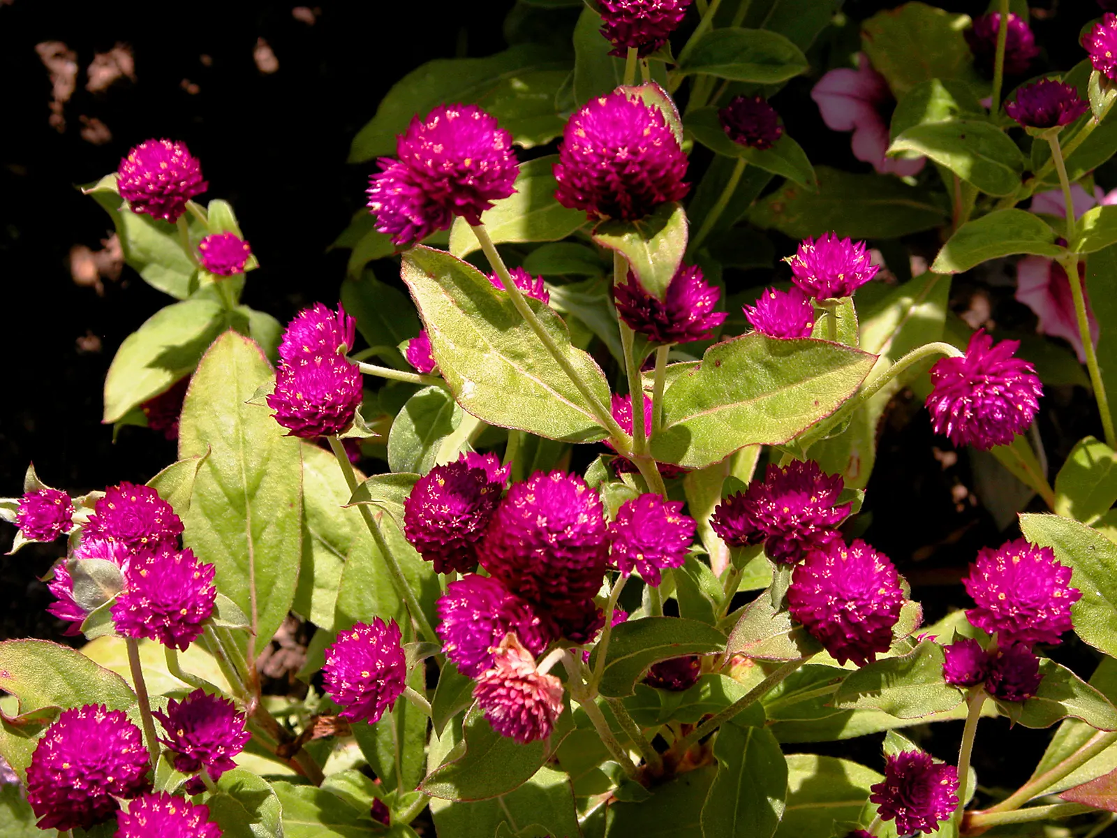 Globe Amaranth (Gomphrena Globosa) — Typically growing to about 24 inches tall and spreading 12 inches wide