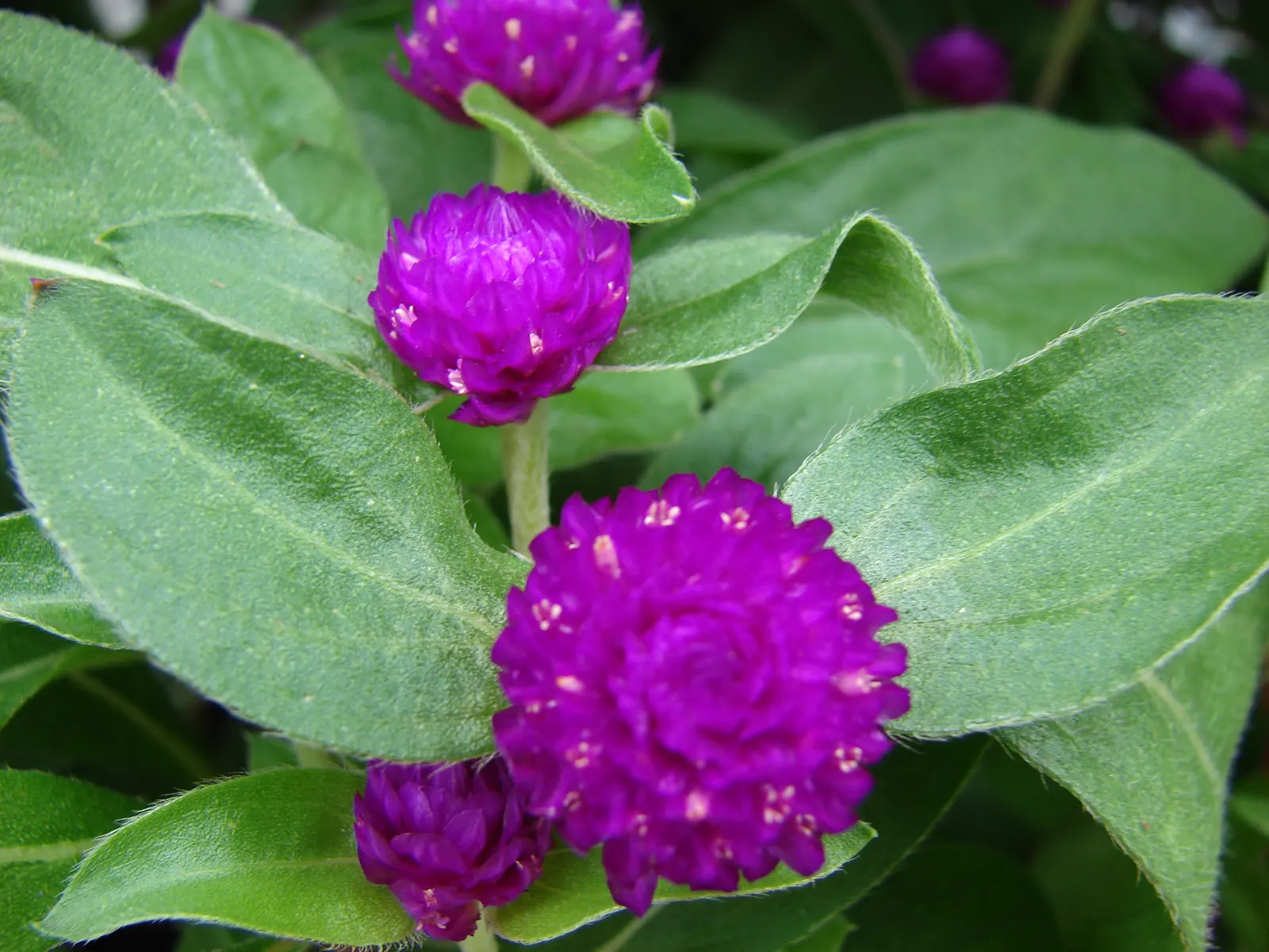 Globe Amaranth (Gomphrena Globosa) — Typically growing to about 24 inches tall and spreading 12 inches wide, image 29