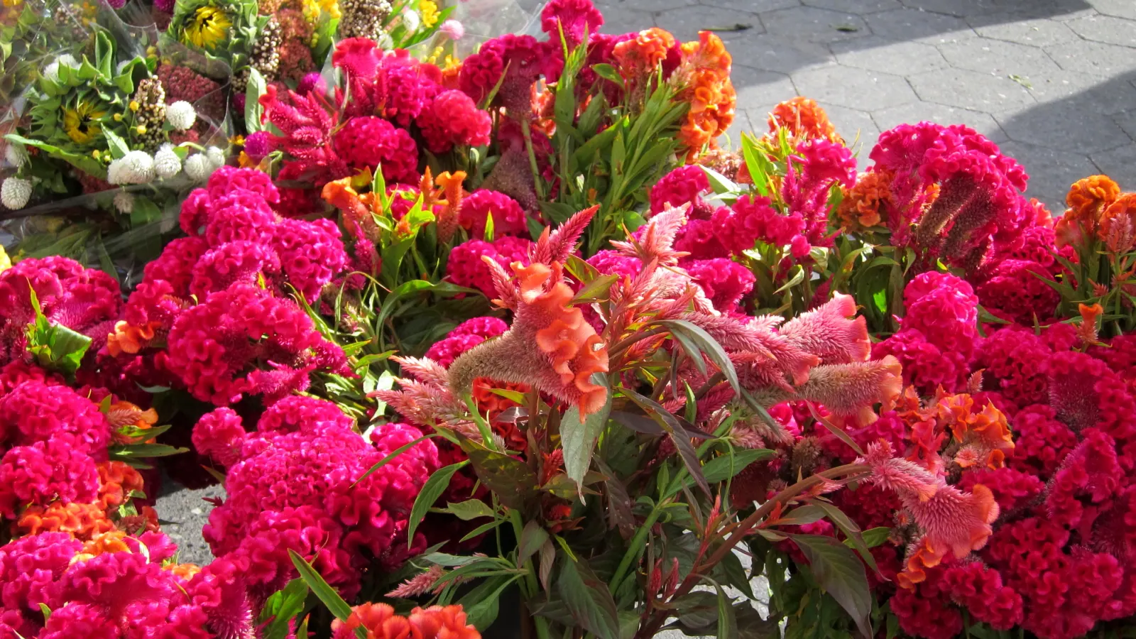 Globe Amaranth (Gomphrena Globosa) — adding contrast to midsummer through fall gardens; this drought-resistant annual thrives in full sun, image 69