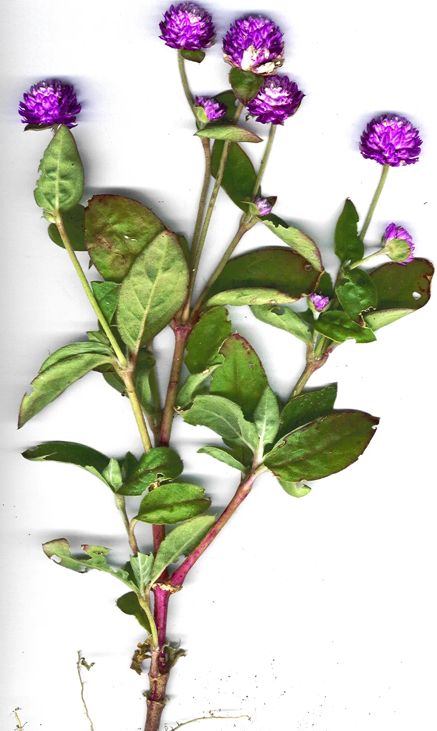 Globe Amaranth (Gomphrena Globosa) — Its dense, clover-like heads are excellent for both fresh-cut and dried floral arrangements; pink flowers in, image 58
