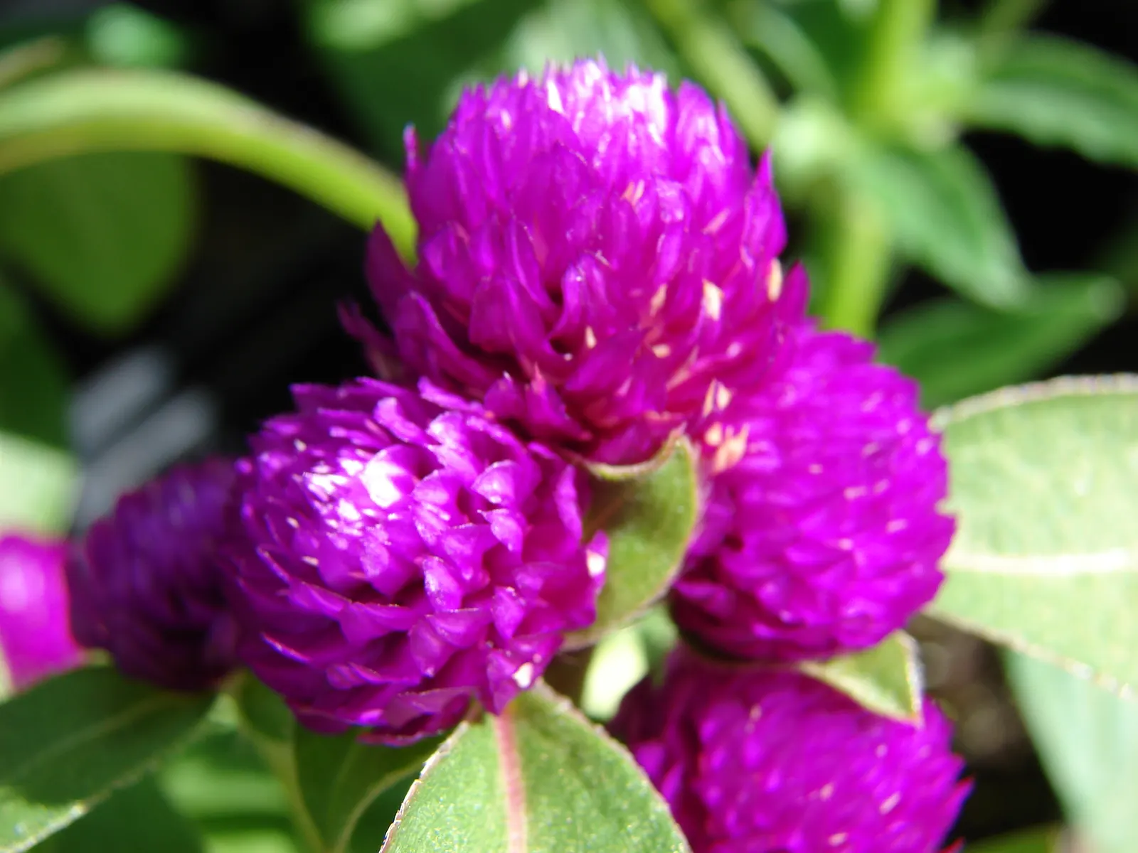 Globe Amaranth (Gomphrena Globosa) — everlasting flower with papery blooms ranging from purple to white; its dense, clover-like heads are excellent, image 46