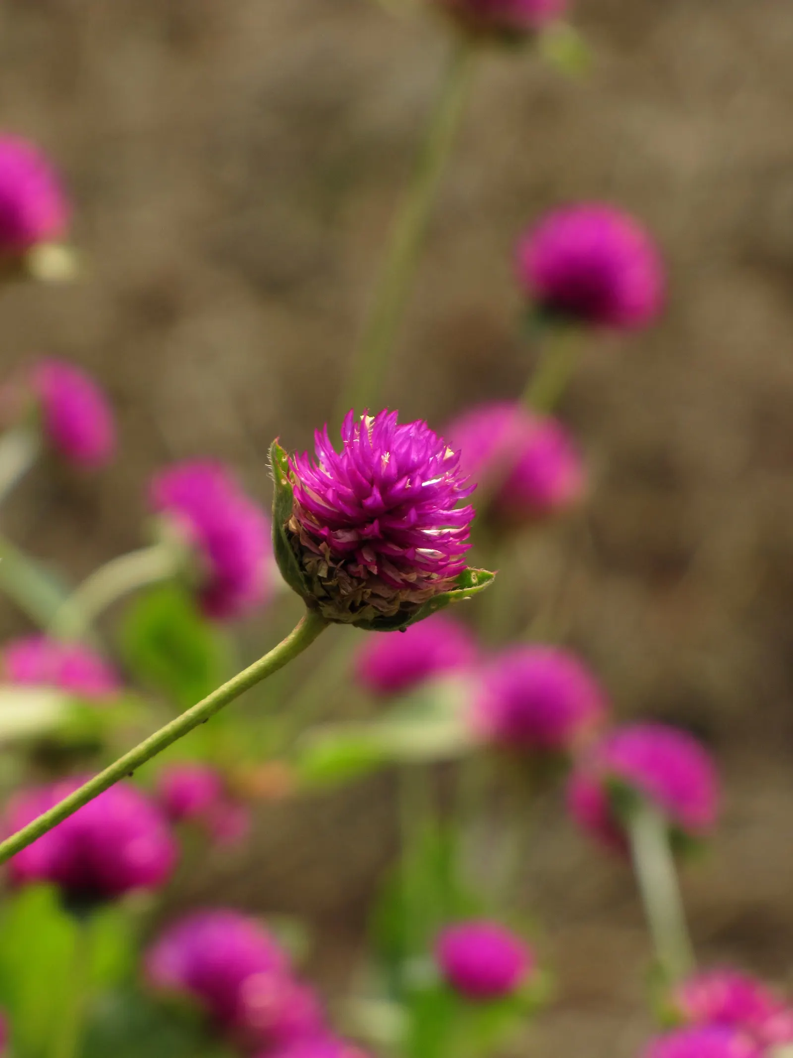 Globe Amaranth (Gomphrena Globosa) — everlasting flower with papery blooms ranging from purple to white; its dense, clover-like heads are excellent for both