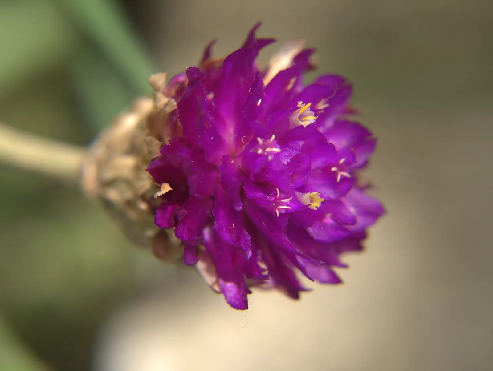 Globe Amaranth (Gomphrena Globosa) — everlasting flower with papery blooms ranging from purple to white; its dense, clover-like heads are excellent, image 64
