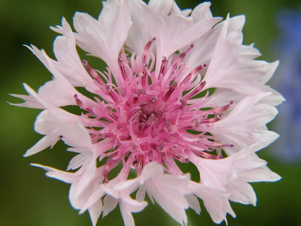 Globe Amaranth (Gomphrena Globosa) — pink flowers in the garden; everlasting flower with papery blooms ranging from purple to white, image 97