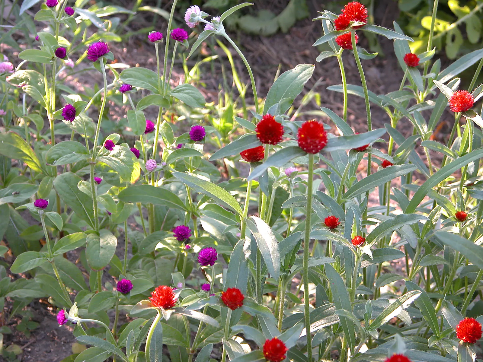 Globe Amaranth (Gomphrena Globosa) — this drought-resistant annual thrives in full sun; annual for full or half