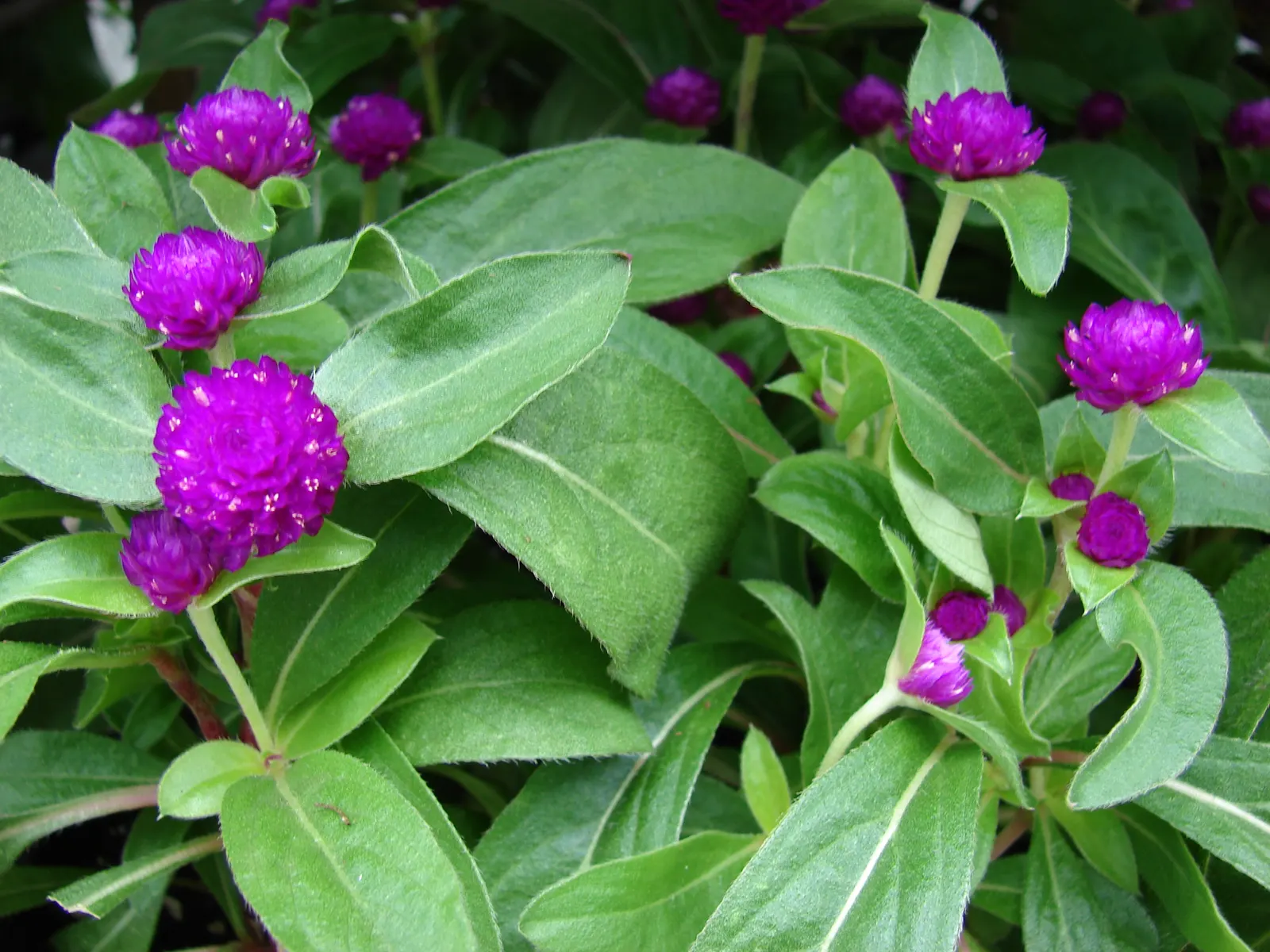 Globe Amaranth (Gomphrena Globosa) — everlasting flower with papery blooms ranging from purple to white; its dense, clover-like heads are excellent, image 73