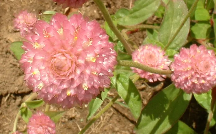 Globe Amaranth (Gomphrena Globosa) — this drought-resistant annual thrives in full sun; annual for full or half, image 75
