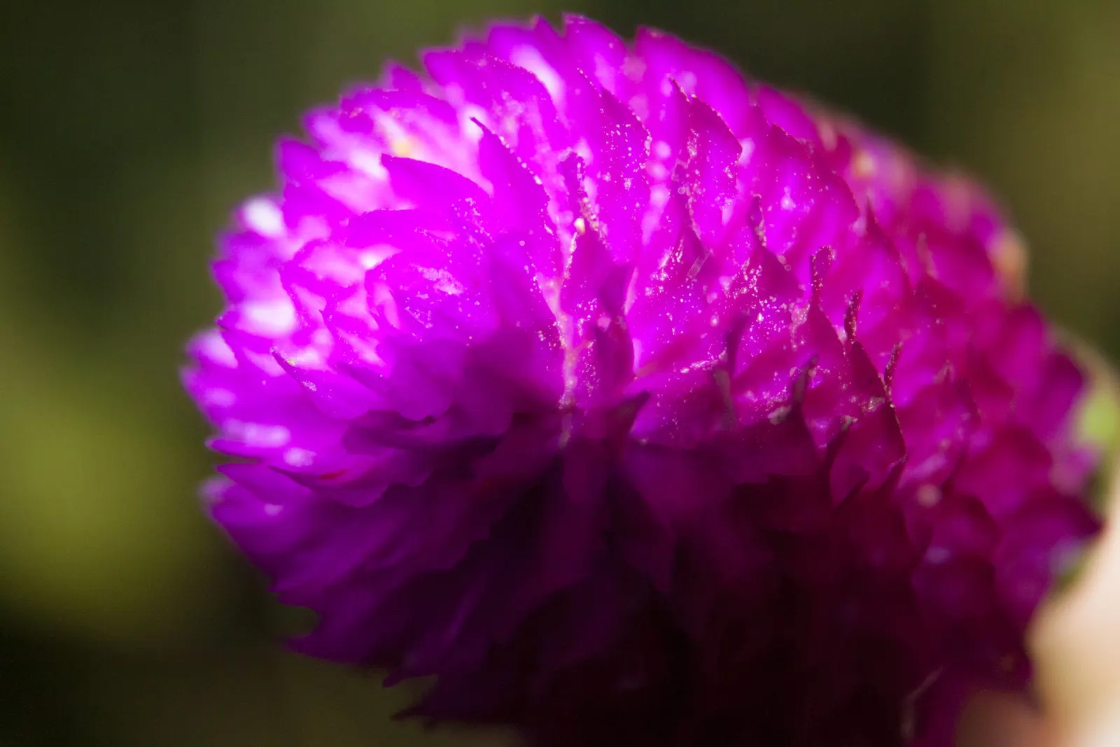 Globe Amaranth (Gomphrena Globosa) — Its dense, clover-like heads are excellent for both fresh-cut and dried floral arrangements