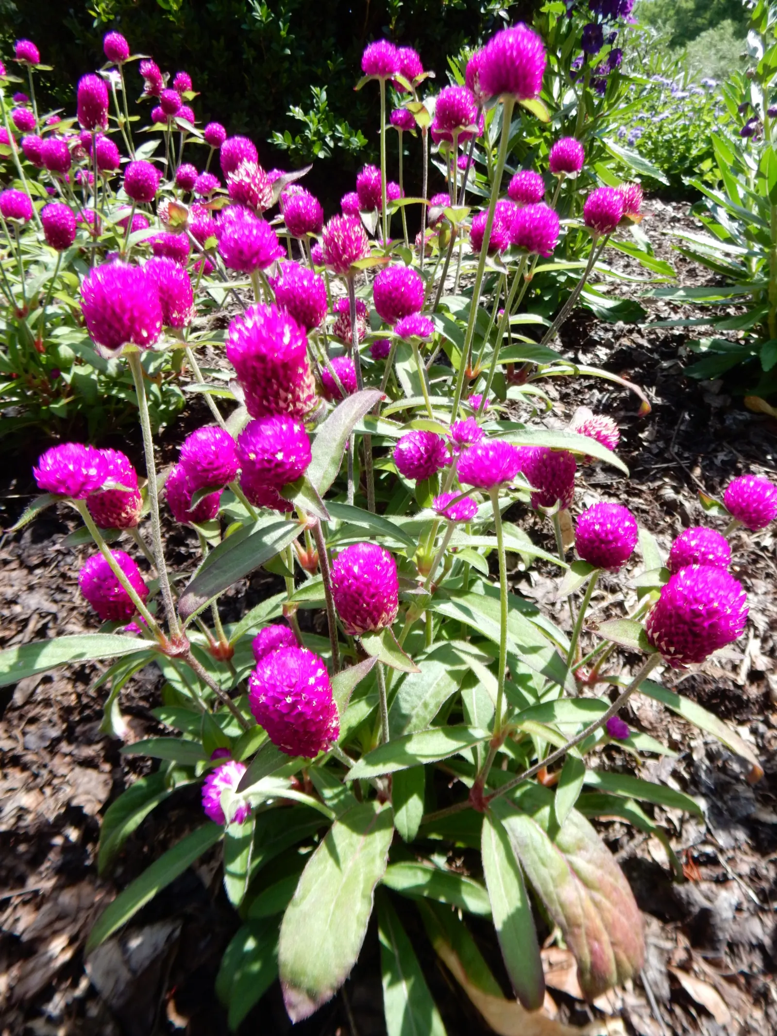 Globe Amaranth (Gomphrena Globosa) — annual for full or half; adding contrast to midsummer through fall gardens, image 90