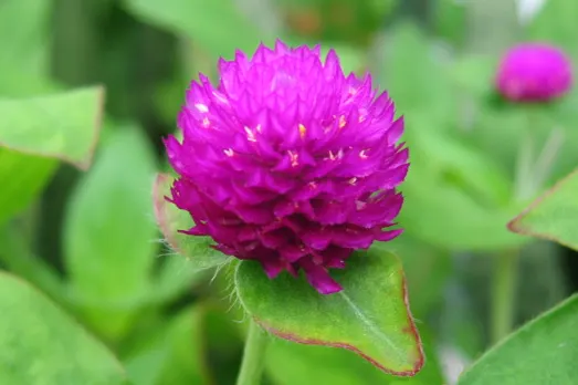 Globe Amaranth (Gomphrena Globosa) — Typically growing to about 24 inches tall and spreading 12 inches wide, image 74