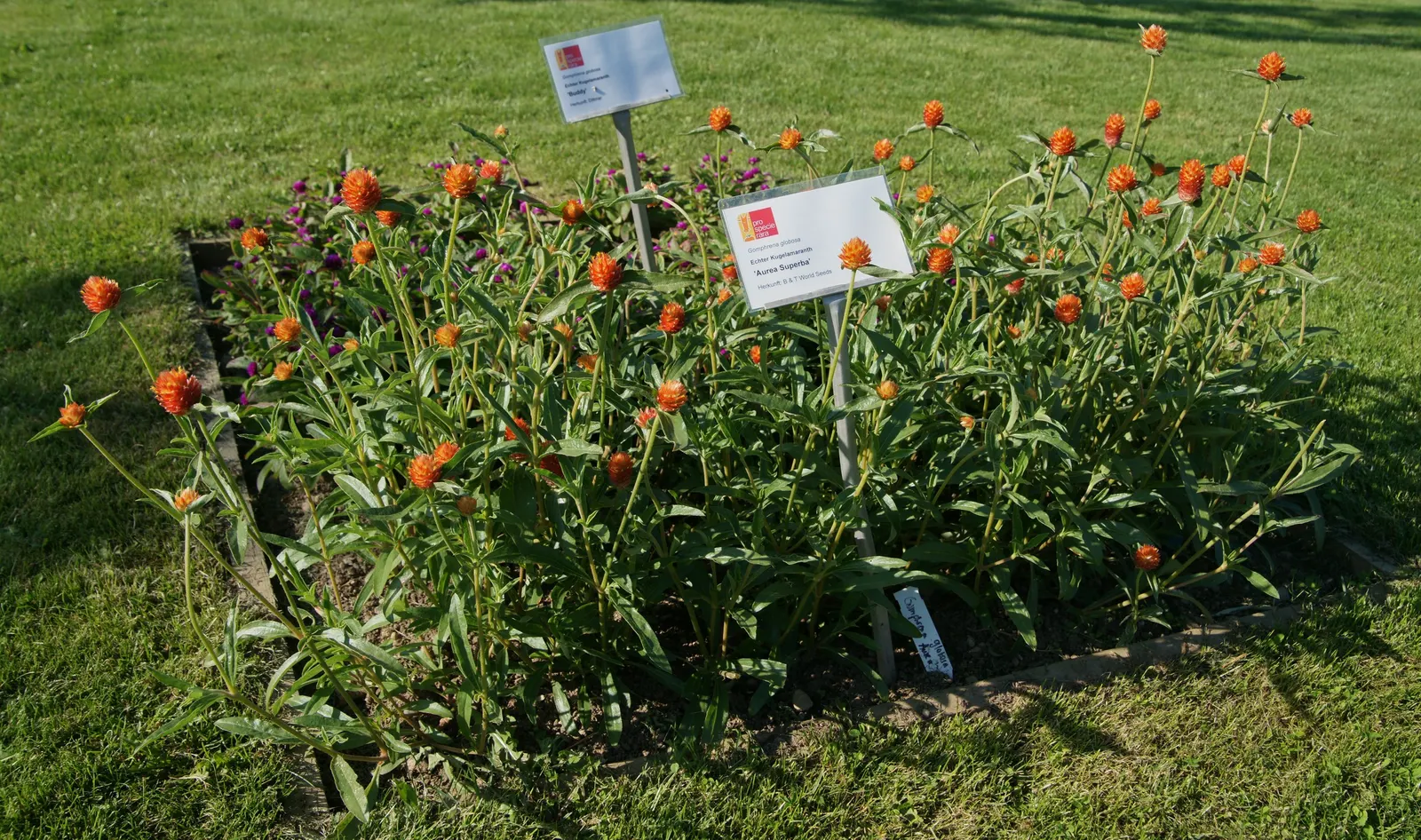 Globe Amaranth (Gomphrena Globosa) — this drought-resistant annual thrives in full sun; annual for full or half, image 30