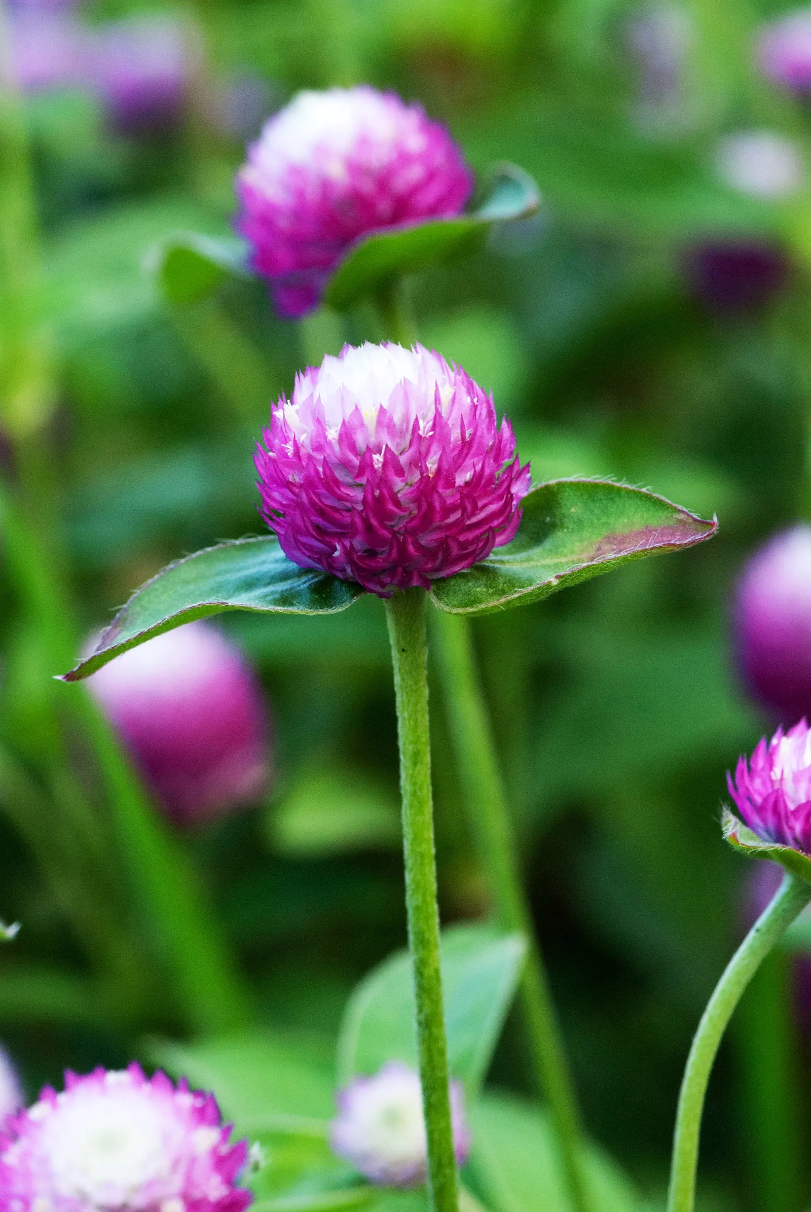 Globe Amaranth (Gomphrena Globosa) — annual for full or half; adding contrast to midsummer through fall gardens, image 27