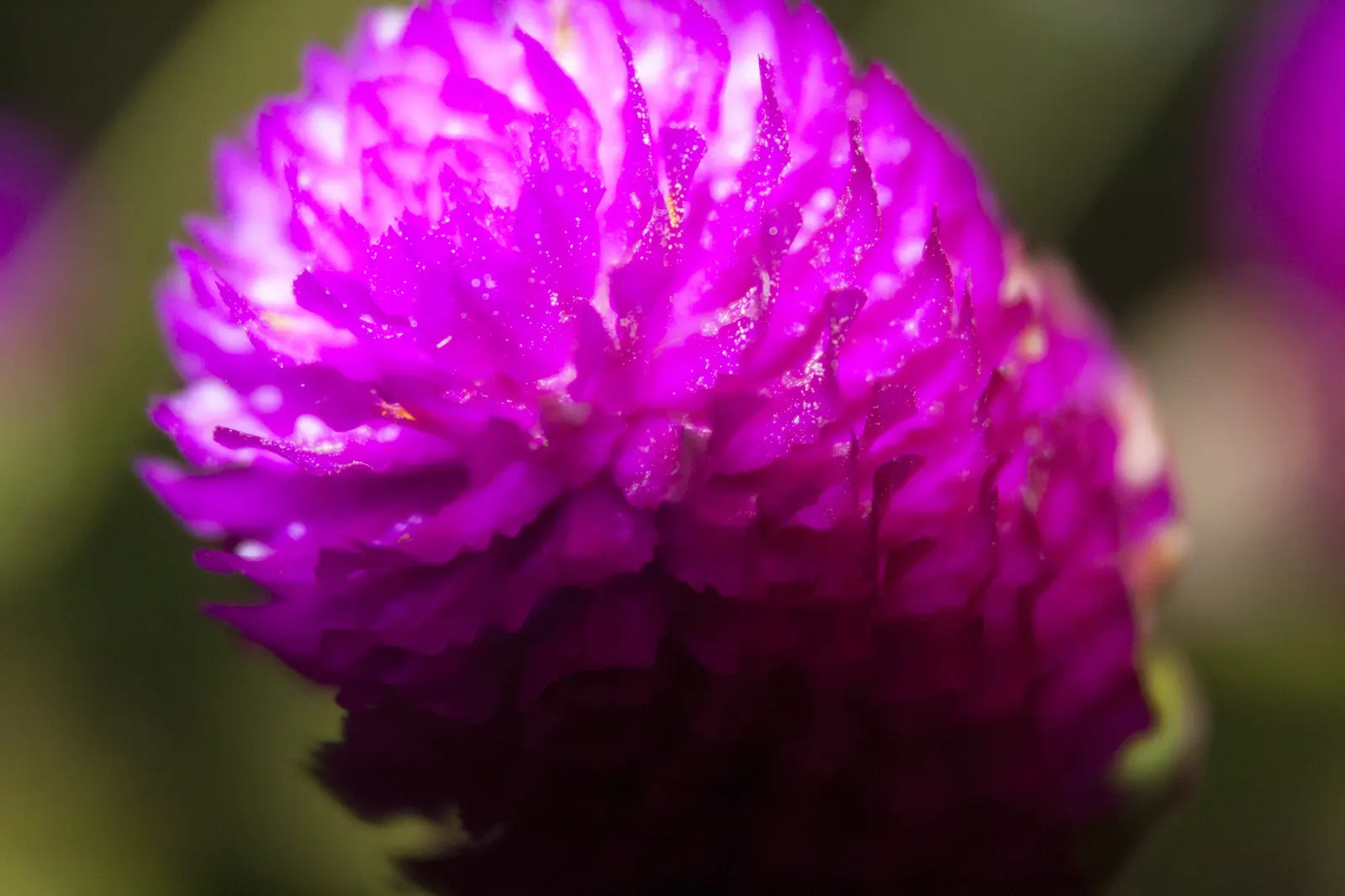 Globe Amaranth (Gomphrena Globosa) — Typically growing to about 24 inches tall and spreading 12 inches wide, image 56