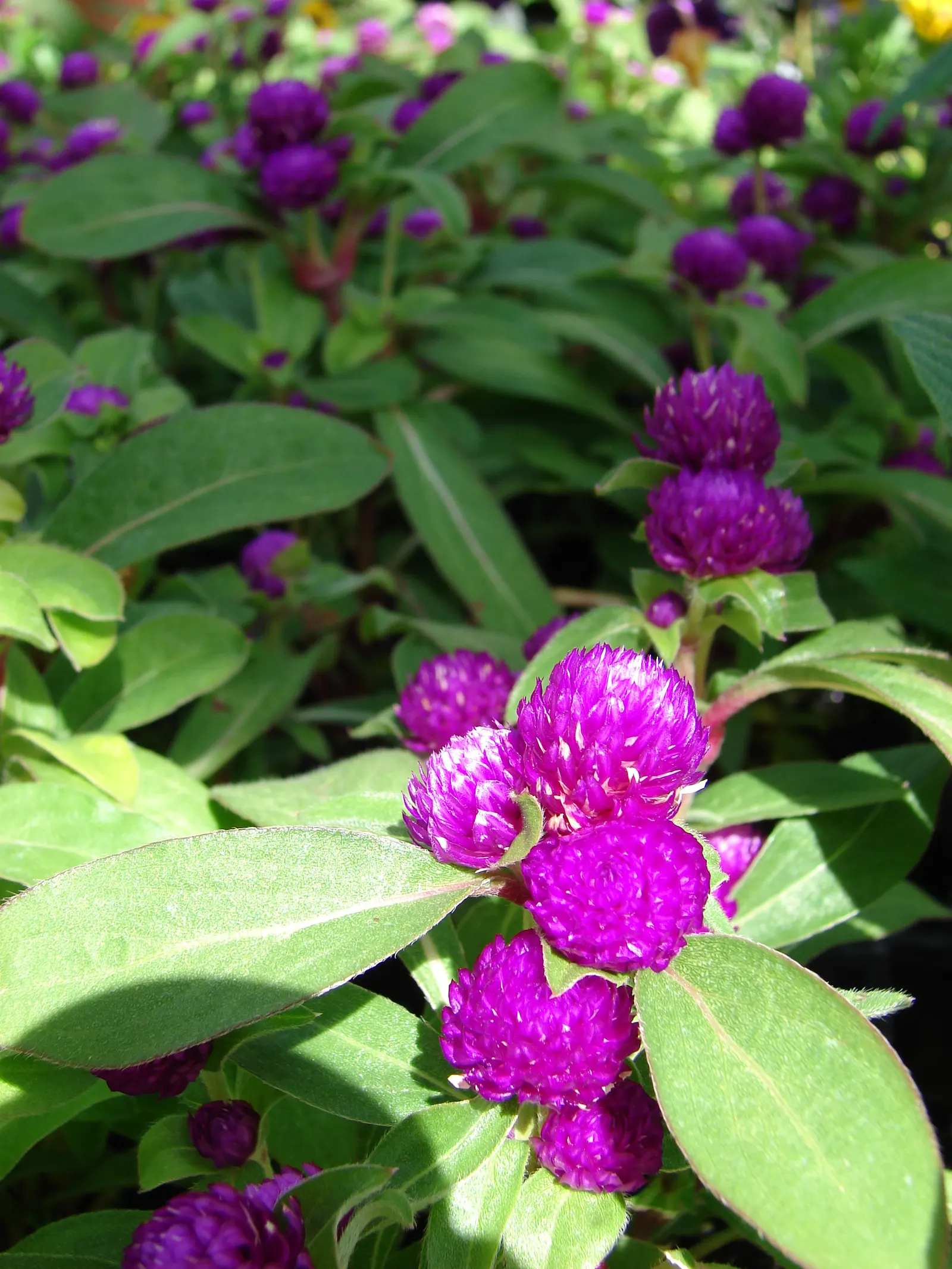 Globe Amaranth (Gomphrena Globosa) — pink flowers in the garden; everlasting flower with papery blooms ranging from purple to white, image 52