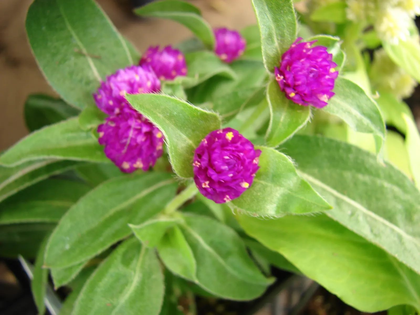Globe Amaranth (Gomphrena Globosa) — adding contrast to midsummer through fall gardens; this drought-resistant annual thrives in full sun, image 105
