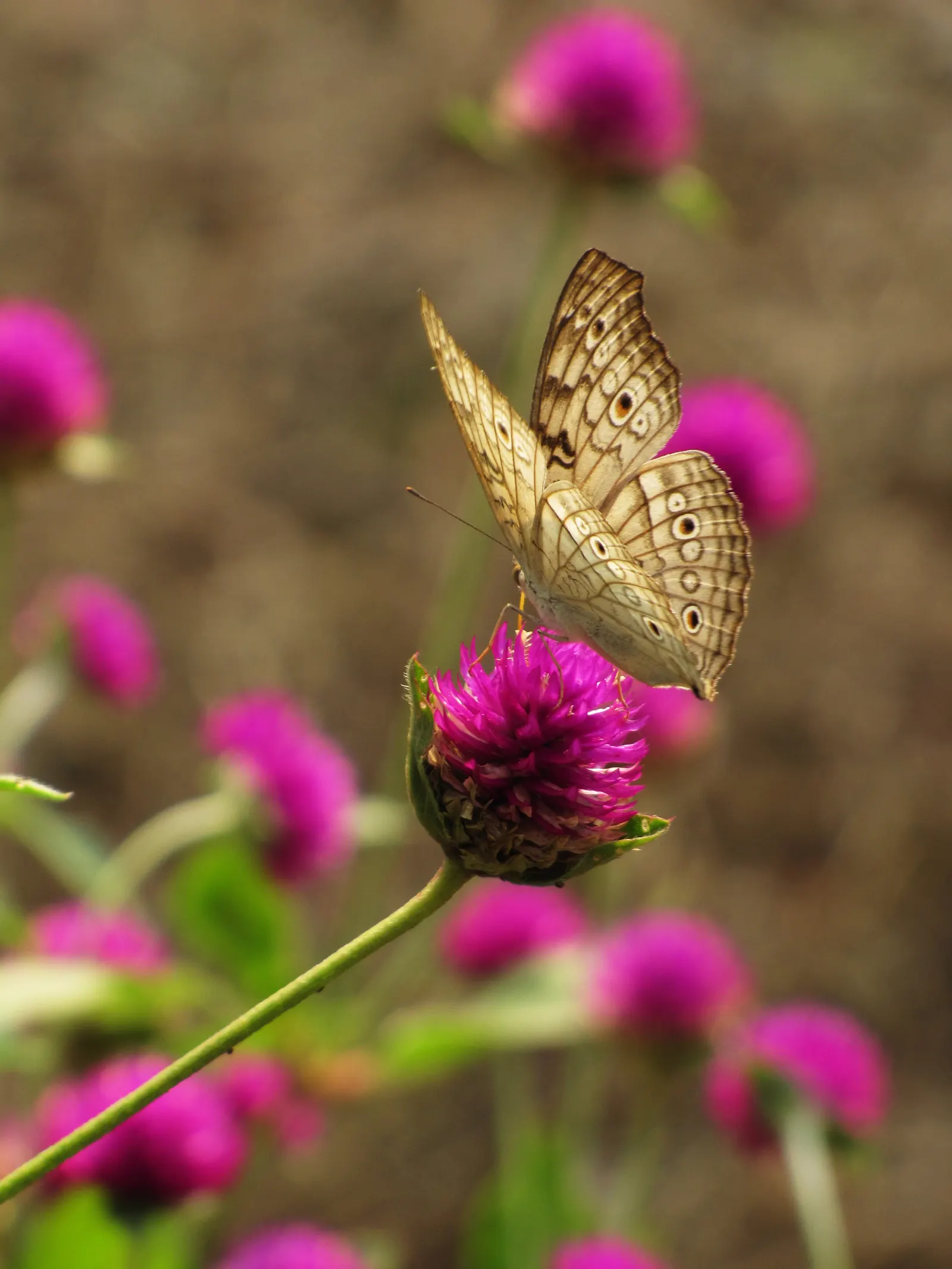 Globe Amaranth (Gomphrena Globosa) — Its dense, clover-like heads are excellent for both fresh-cut and dried floral arrangements; pink flowers in, image 76