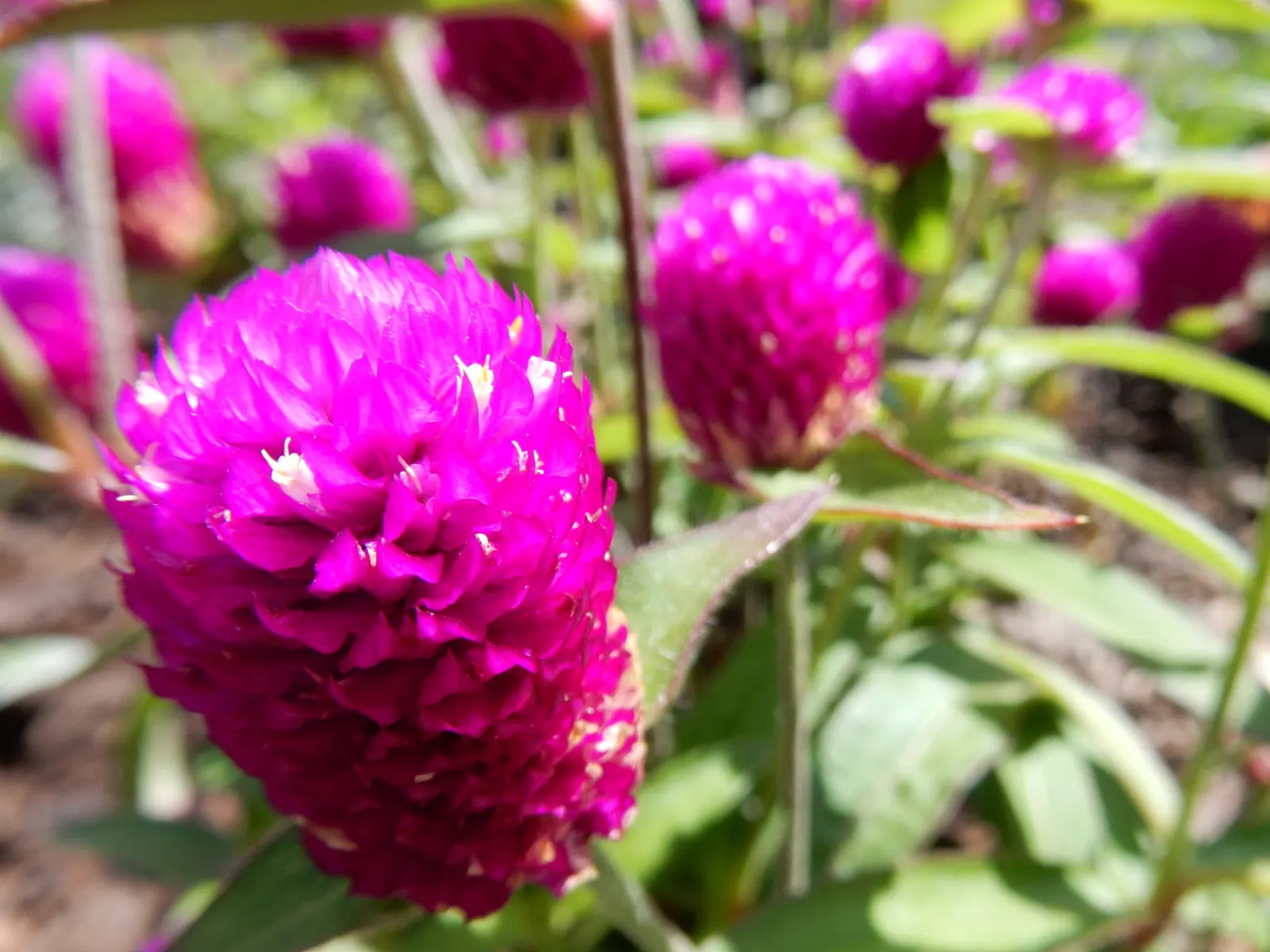 Globe Amaranth (Gomphrena Globosa) — Typically growing to about 24 inches tall and spreading 12 inches wide, image 83
