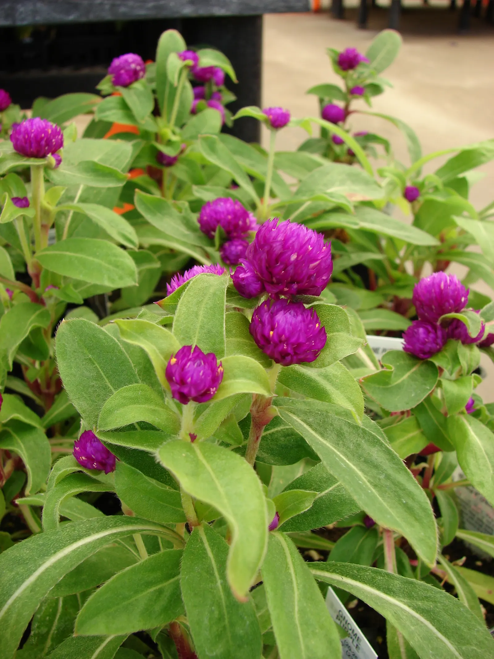 Globe Amaranth (Gomphrena Globosa) — The foliage is lance-shaped and often sprinkled with a magenta hue, image 59